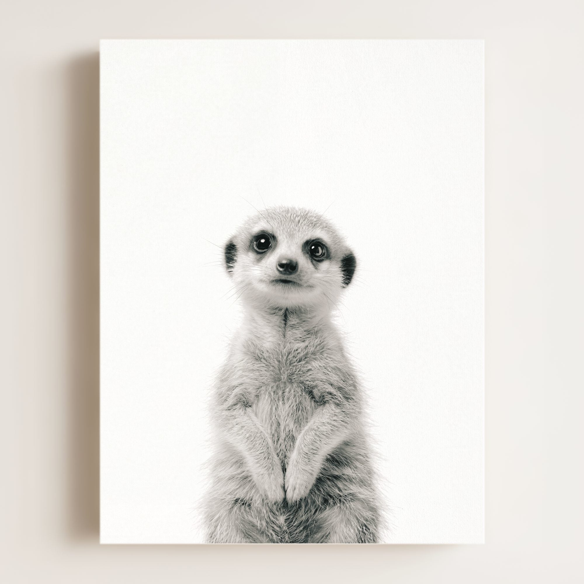 Baby Meerkat