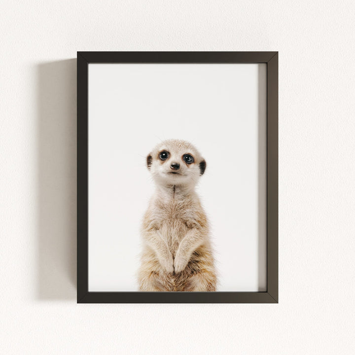 Baby Meerkat