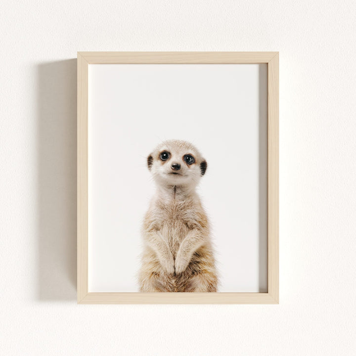 Baby Meerkat