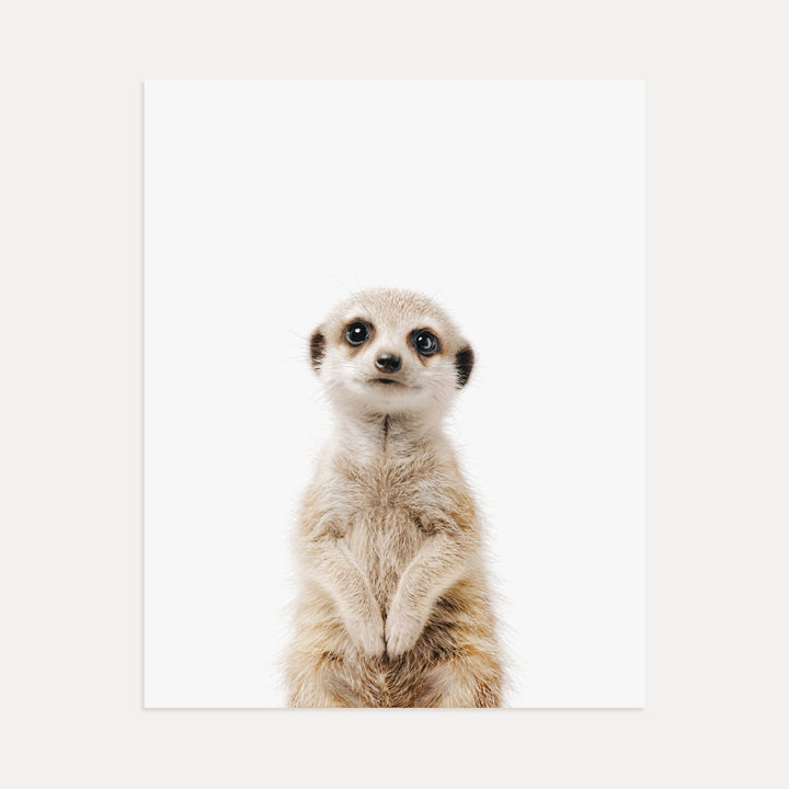 Baby Meerkat