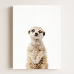 Baby Meerkat