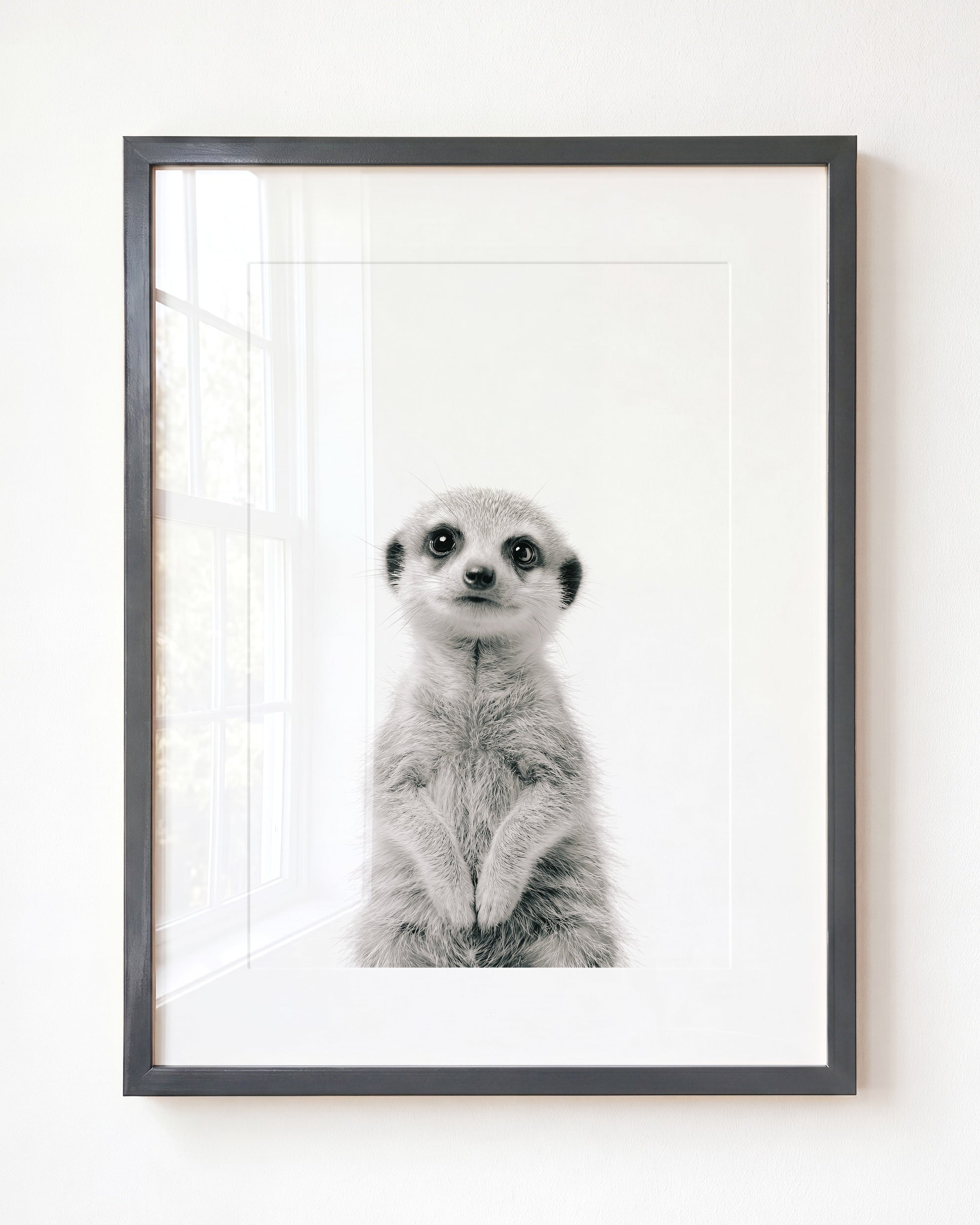 Baby Meerkat