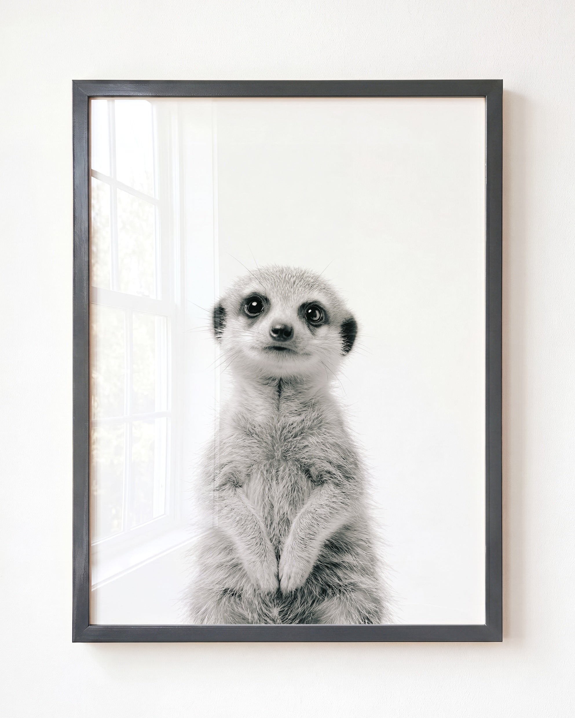 Baby Meerkat