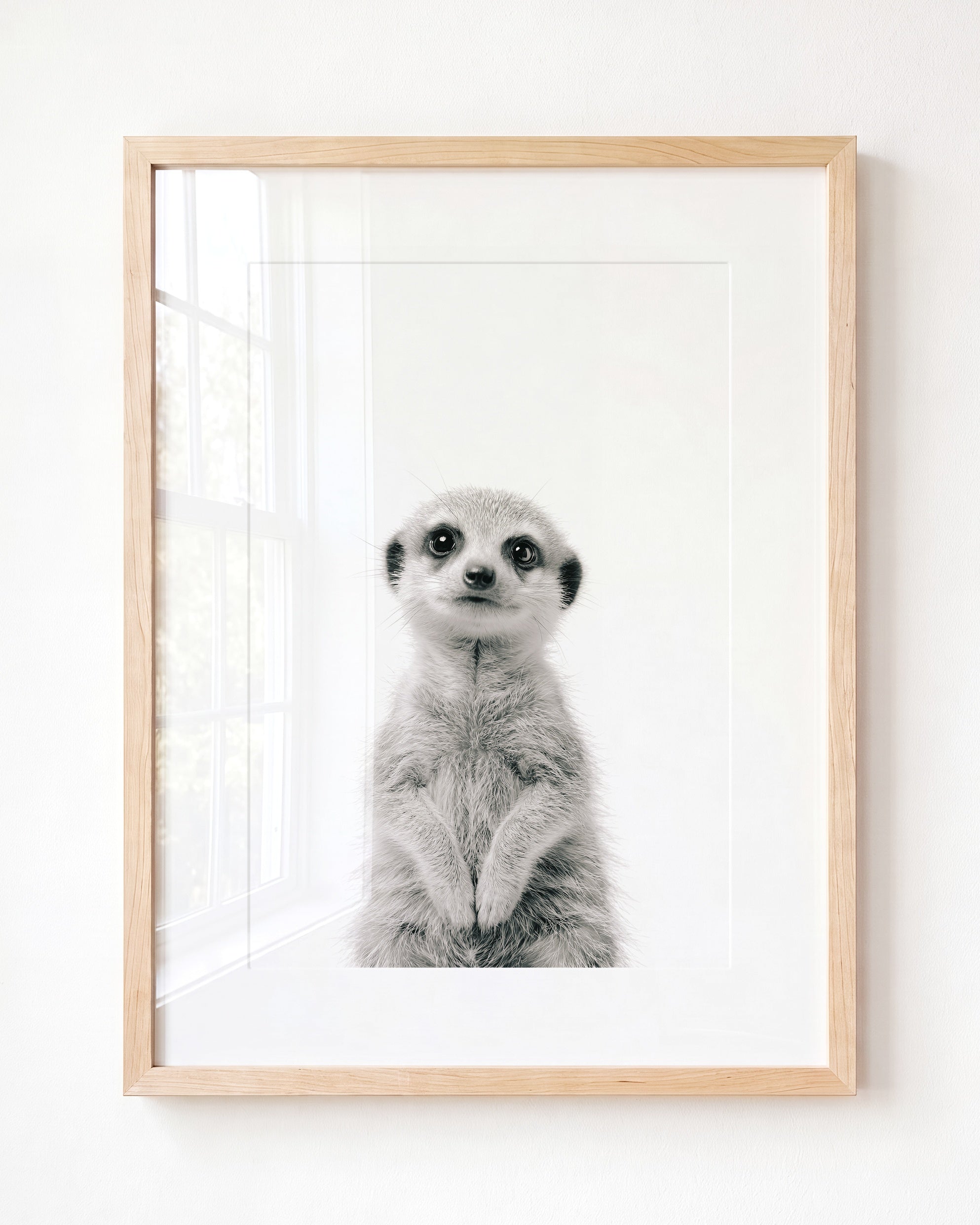 Baby Meerkat