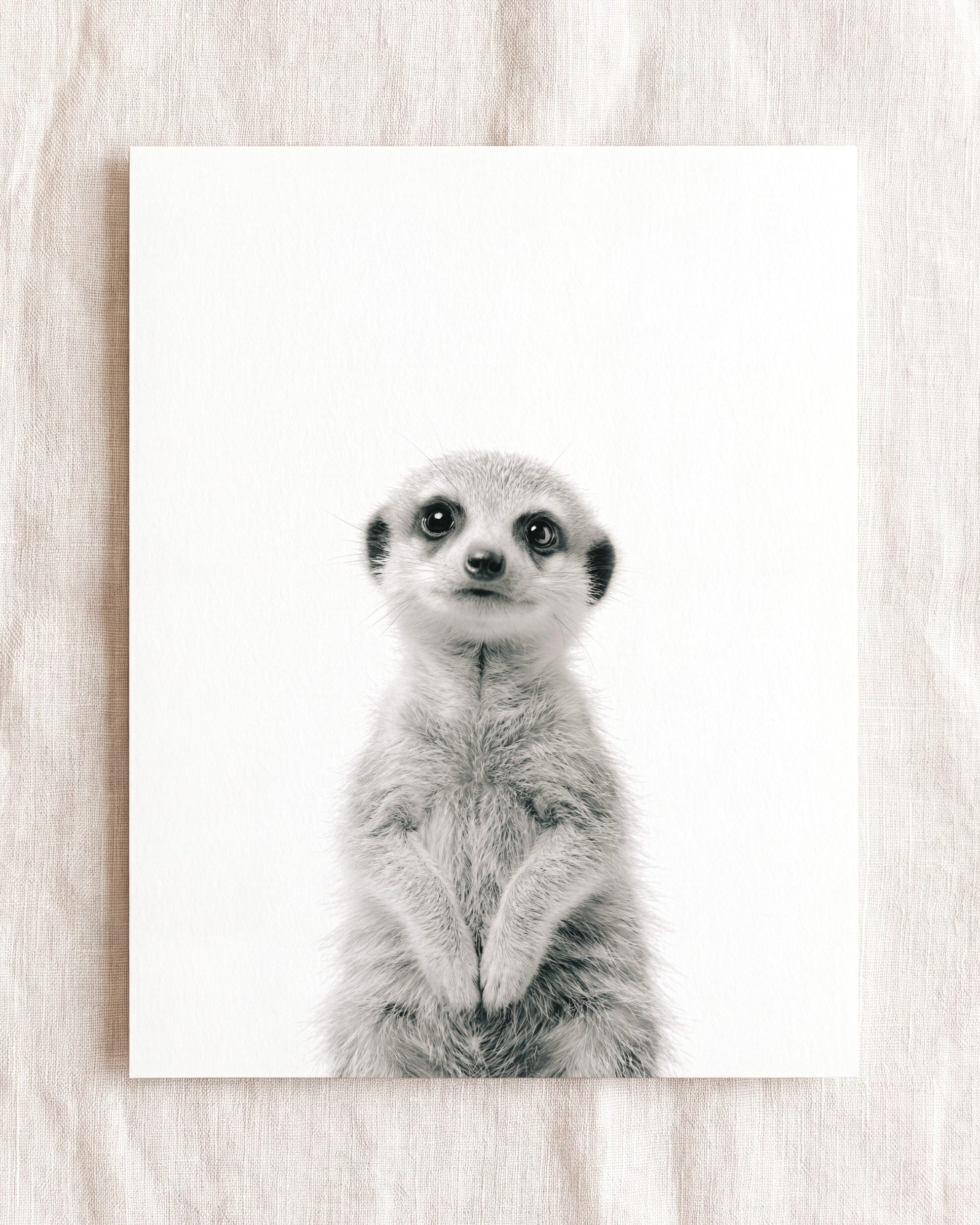 Baby Meerkat