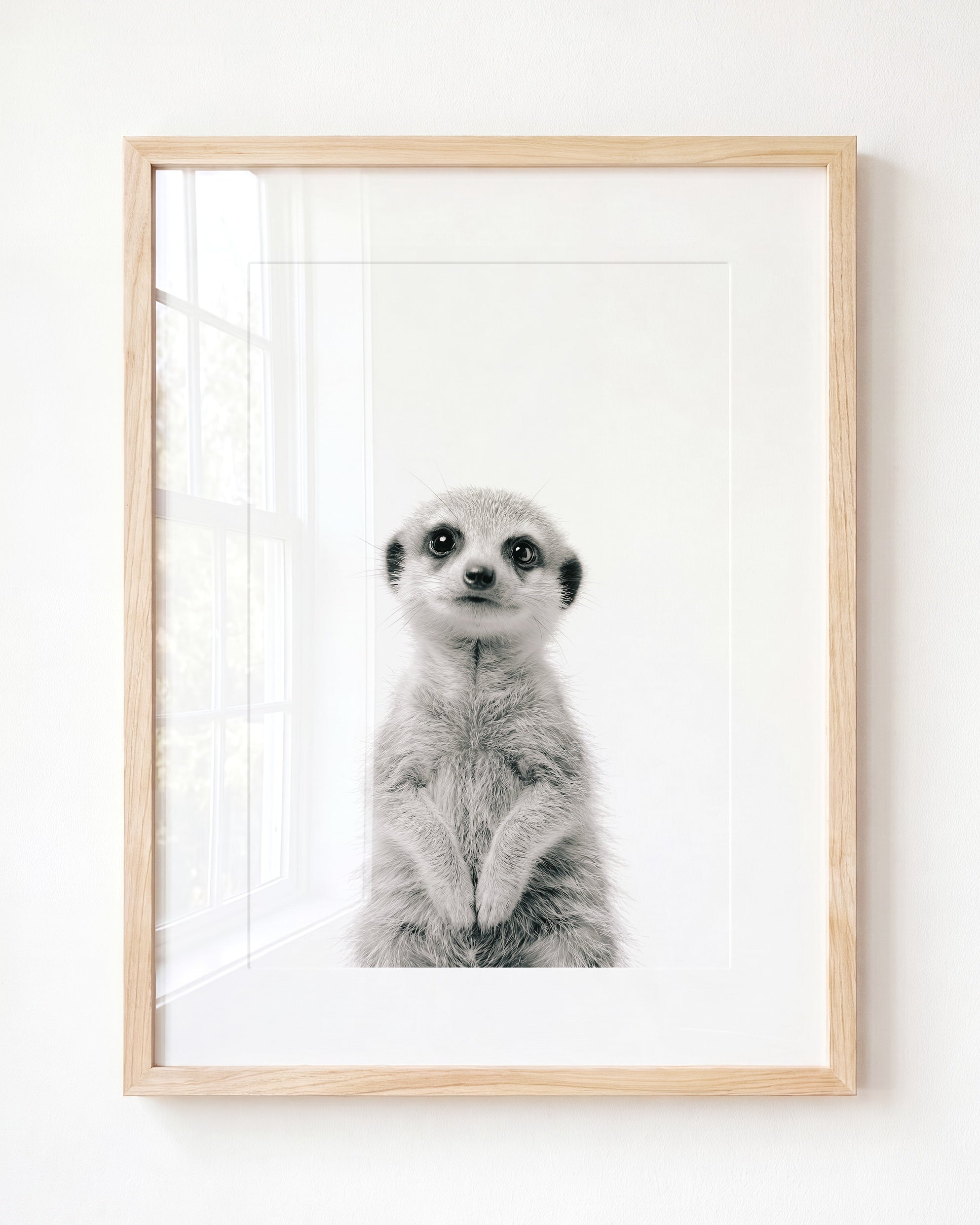 Baby Meerkat