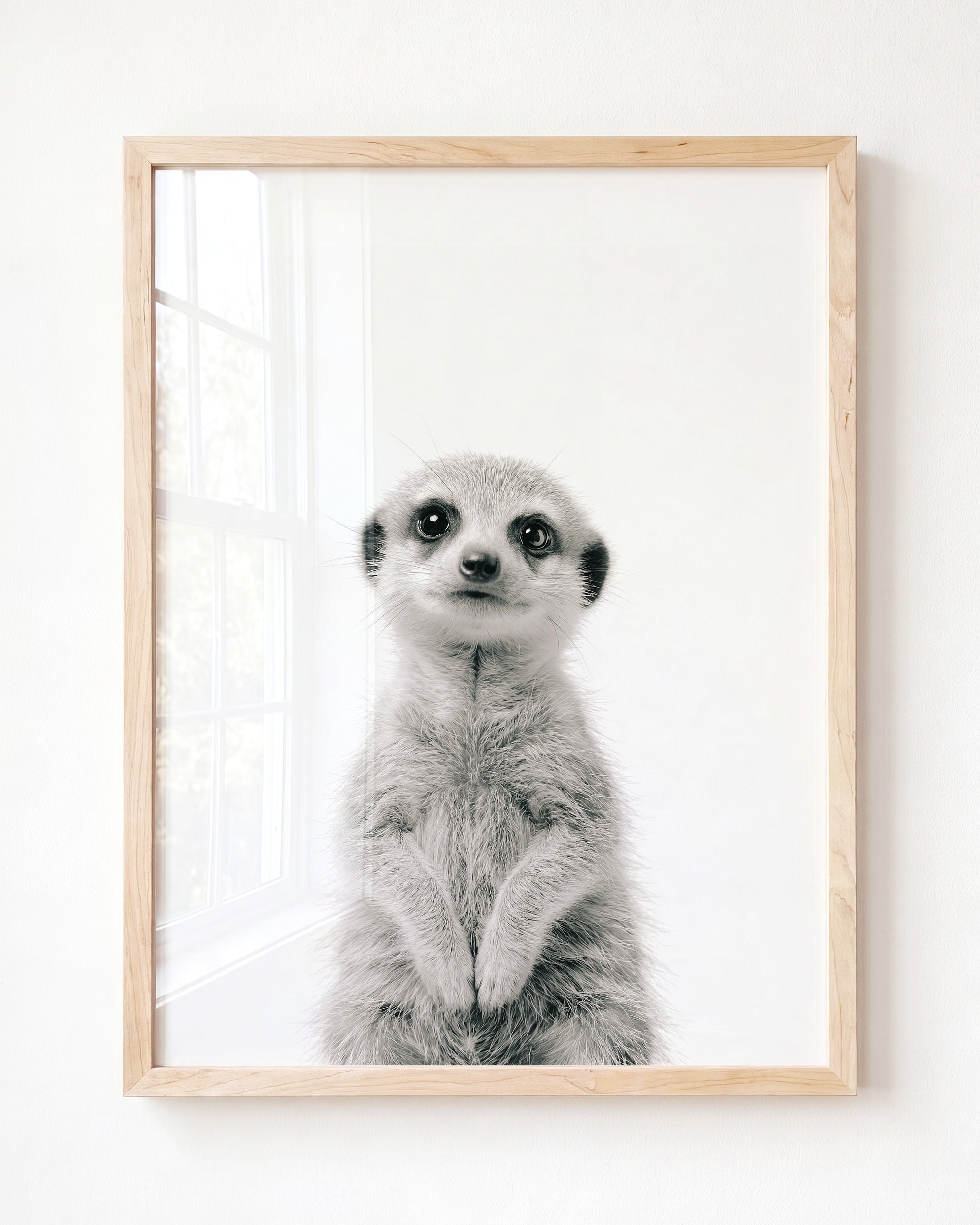 Baby Meerkat