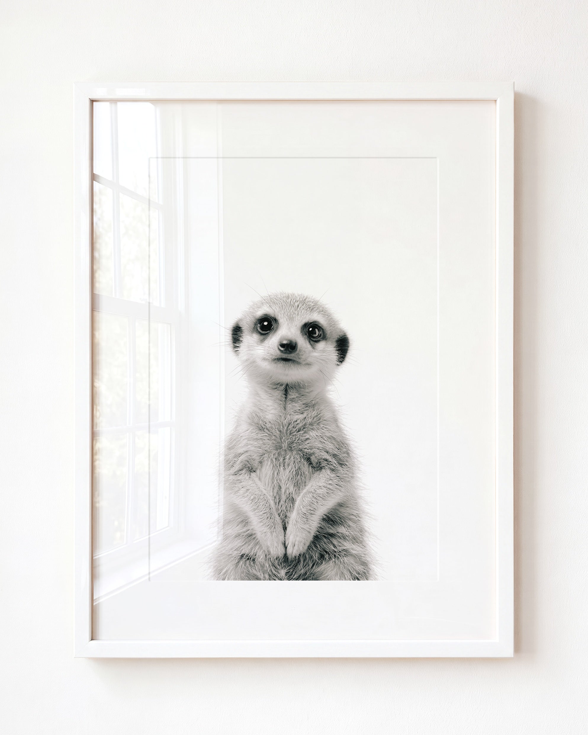 Baby Meerkat