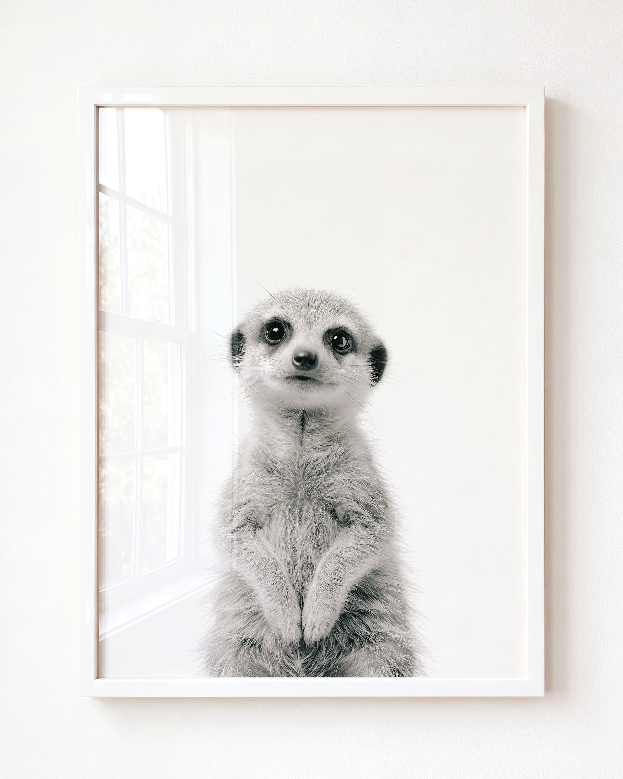 Baby Meerkat