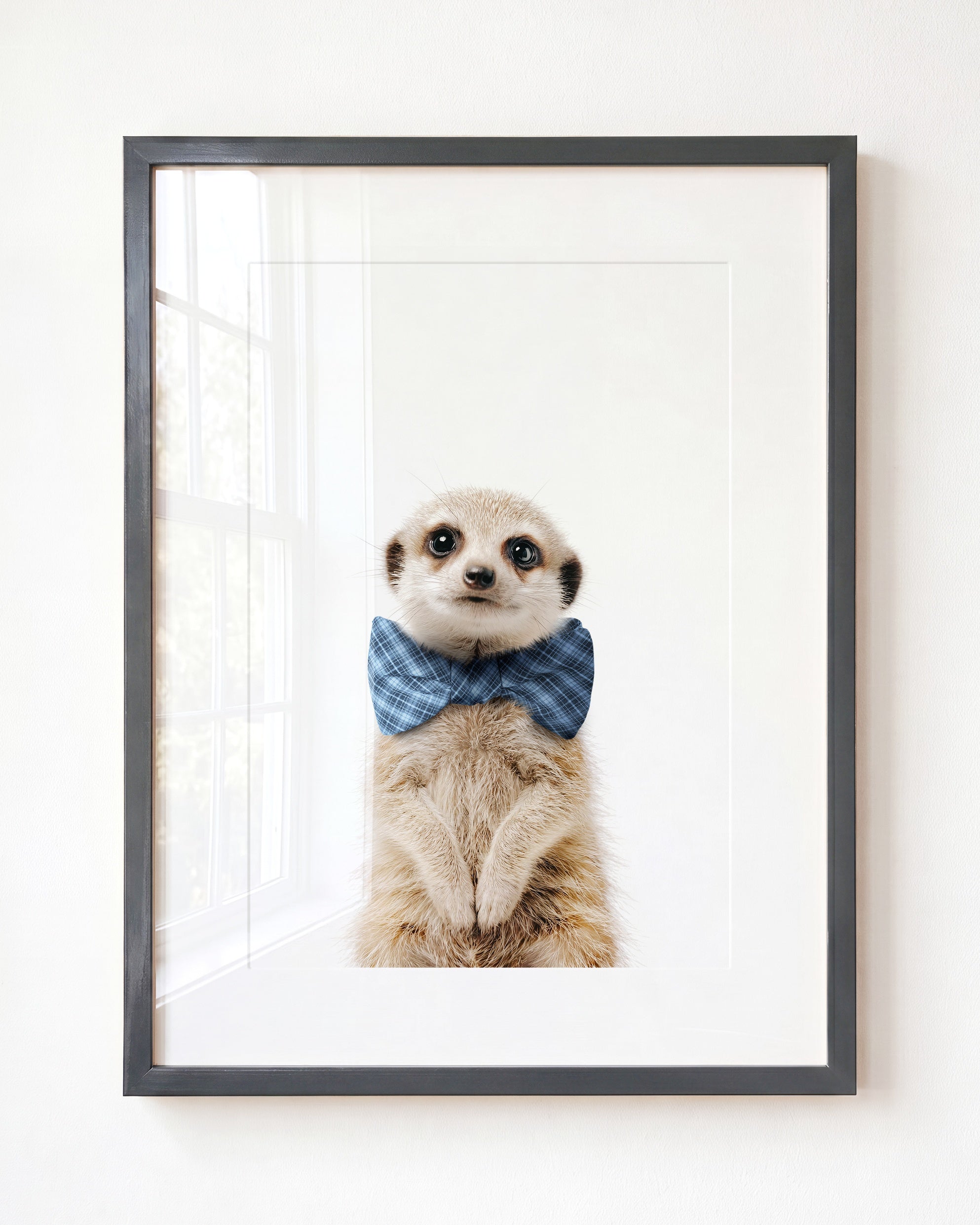 Baby Meerkat