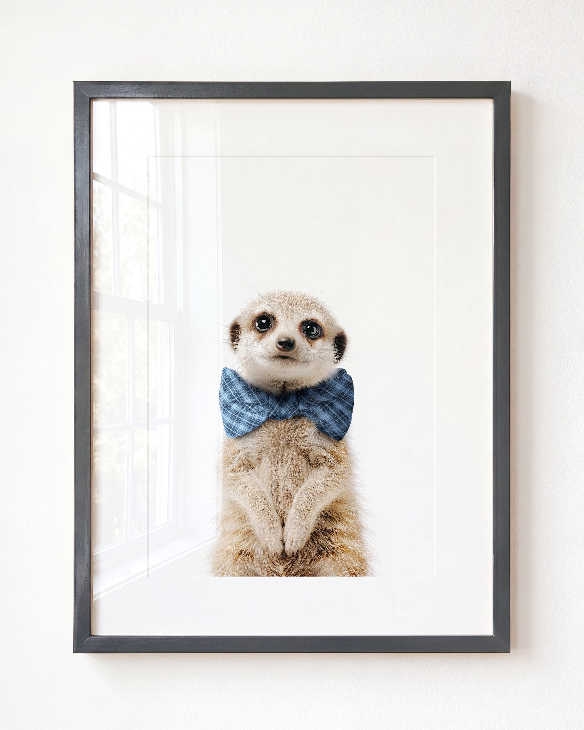 Baby Meerkat