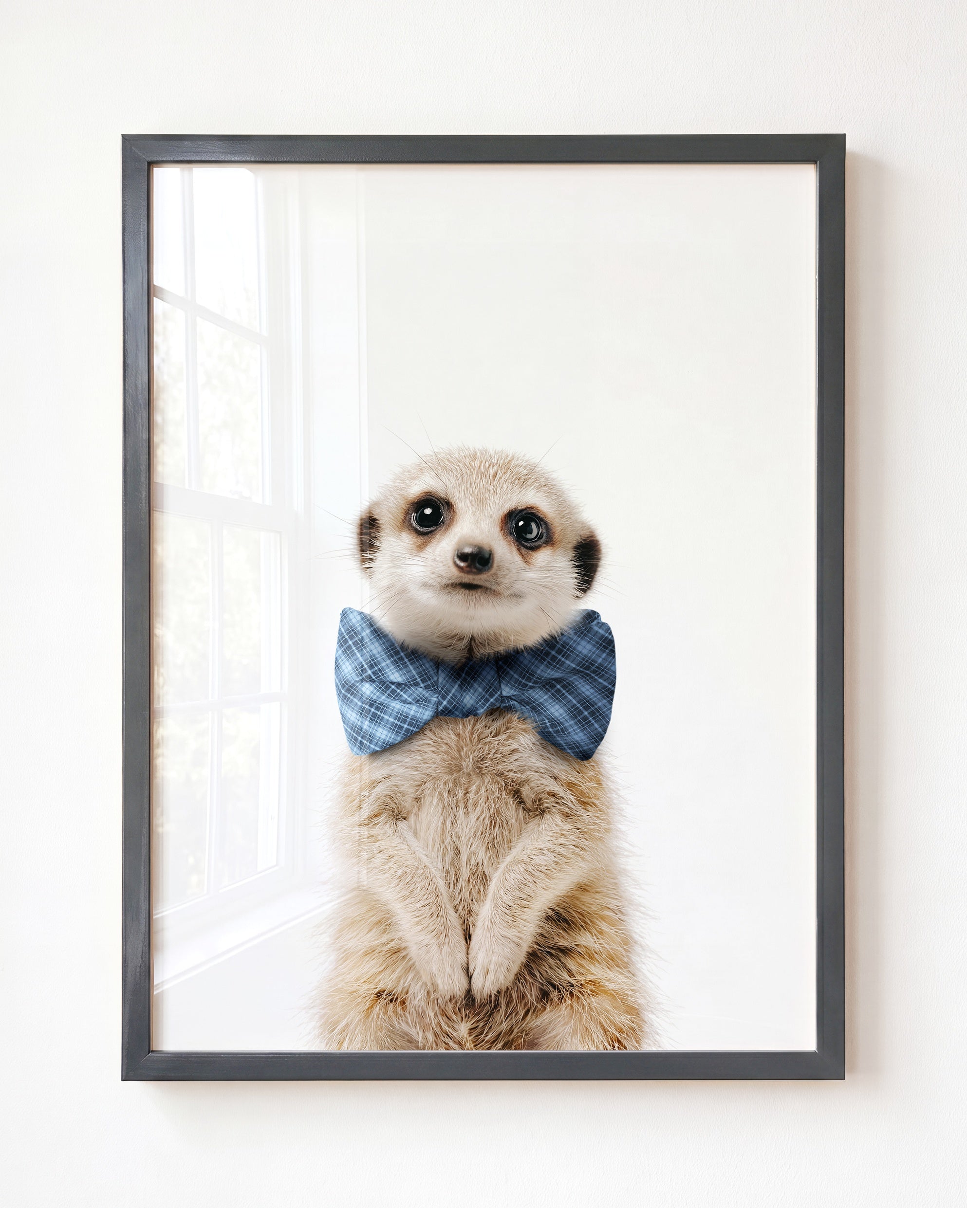 Baby Meerkat