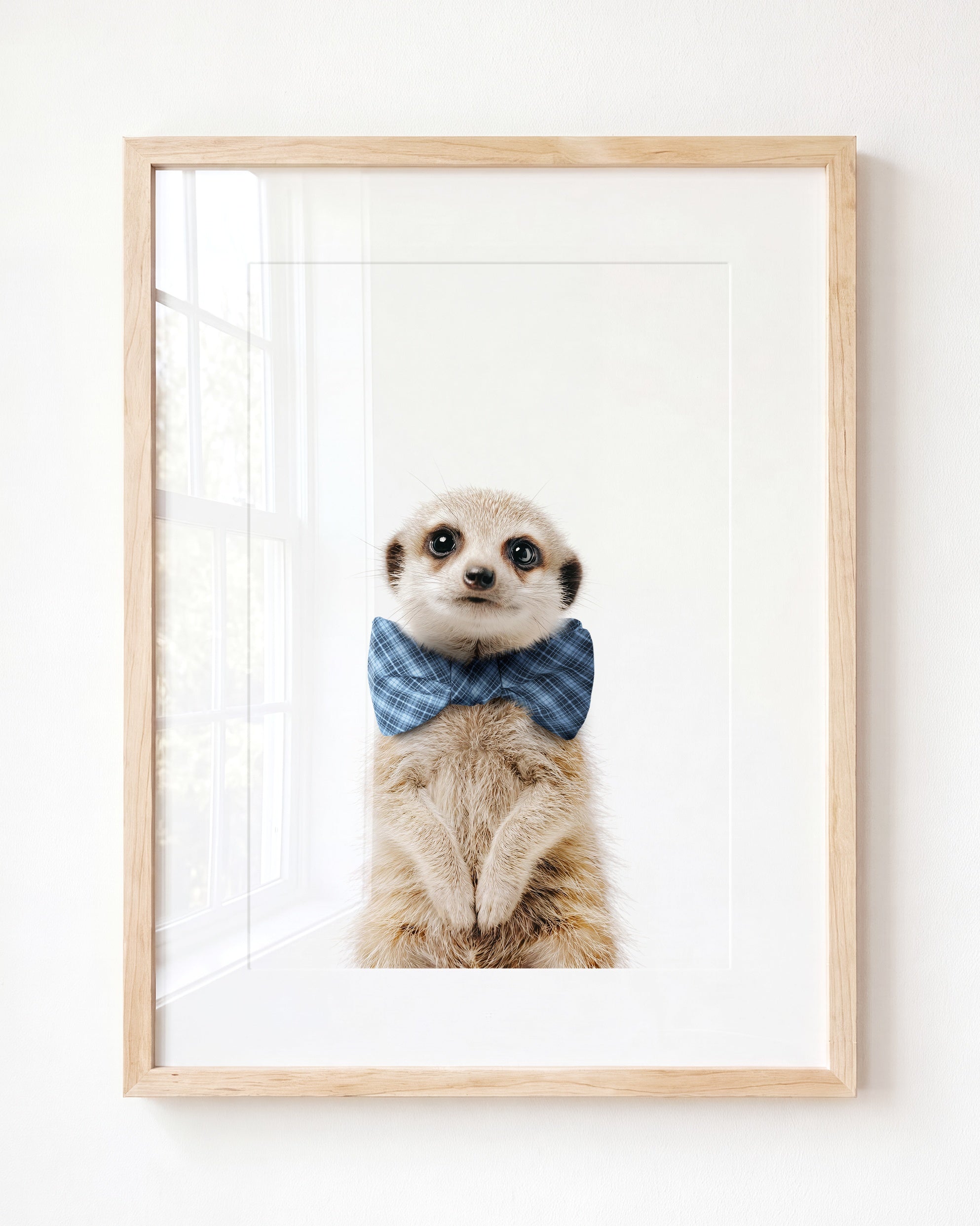Baby Meerkat
