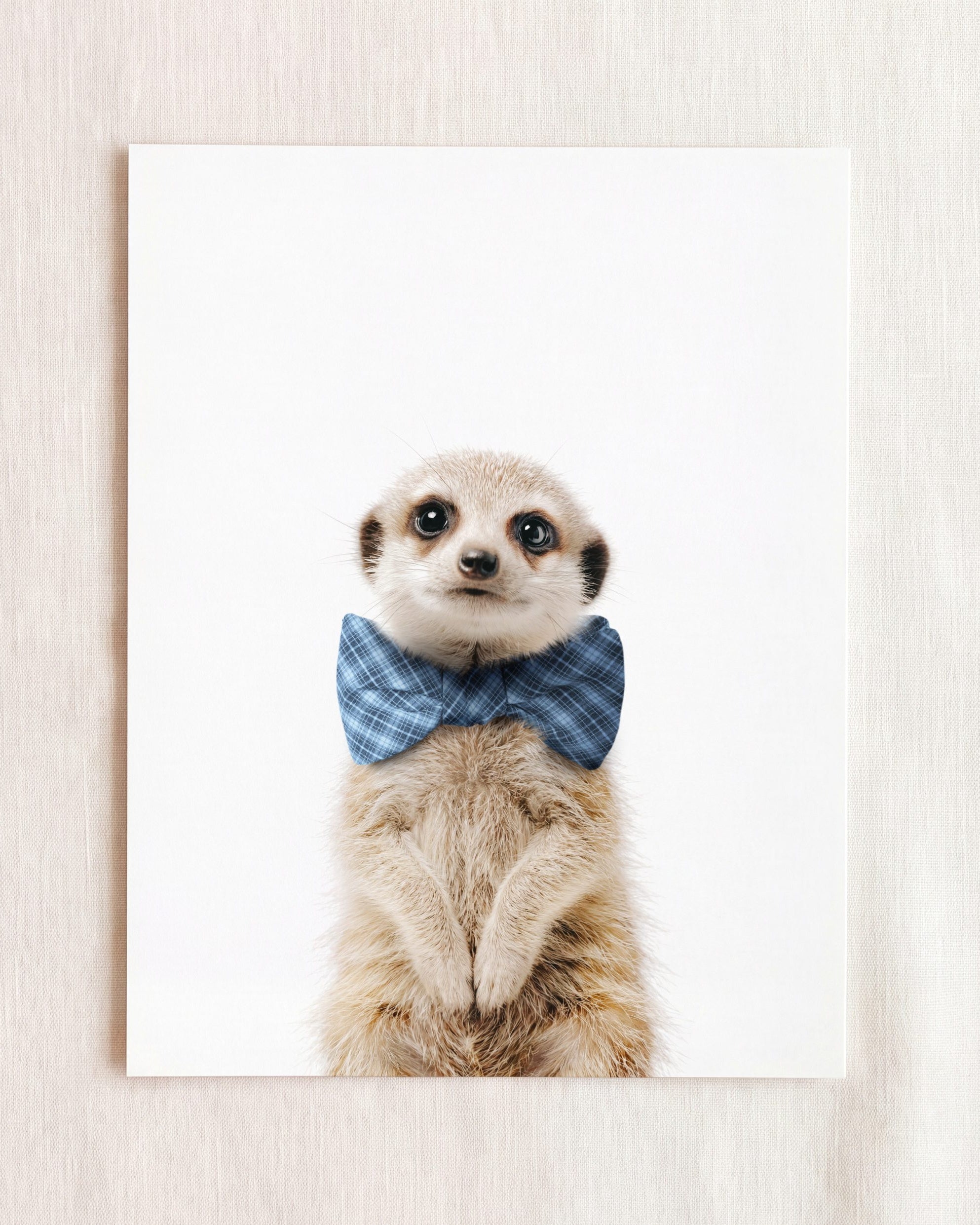 Baby Meerkat