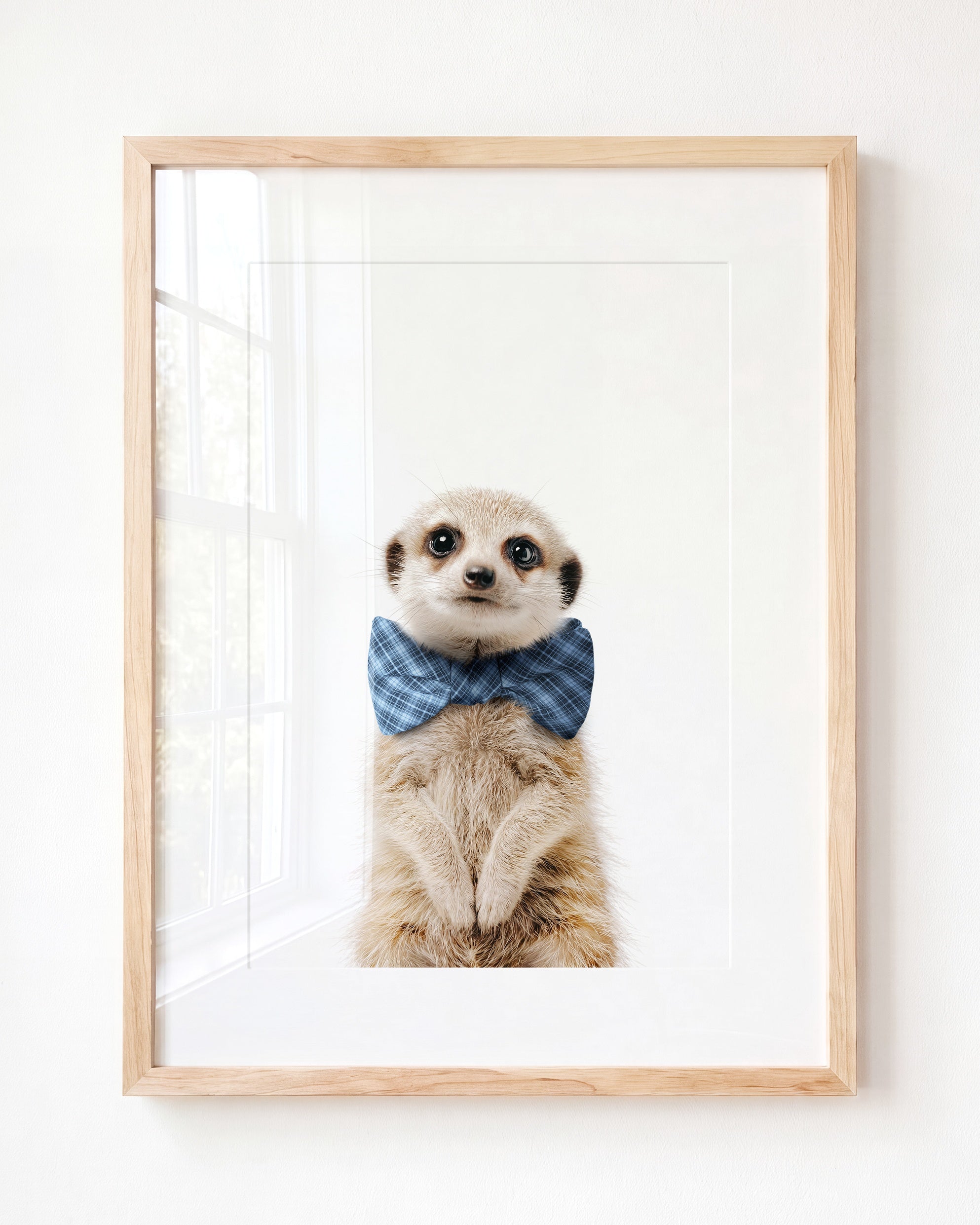 Baby Meerkat