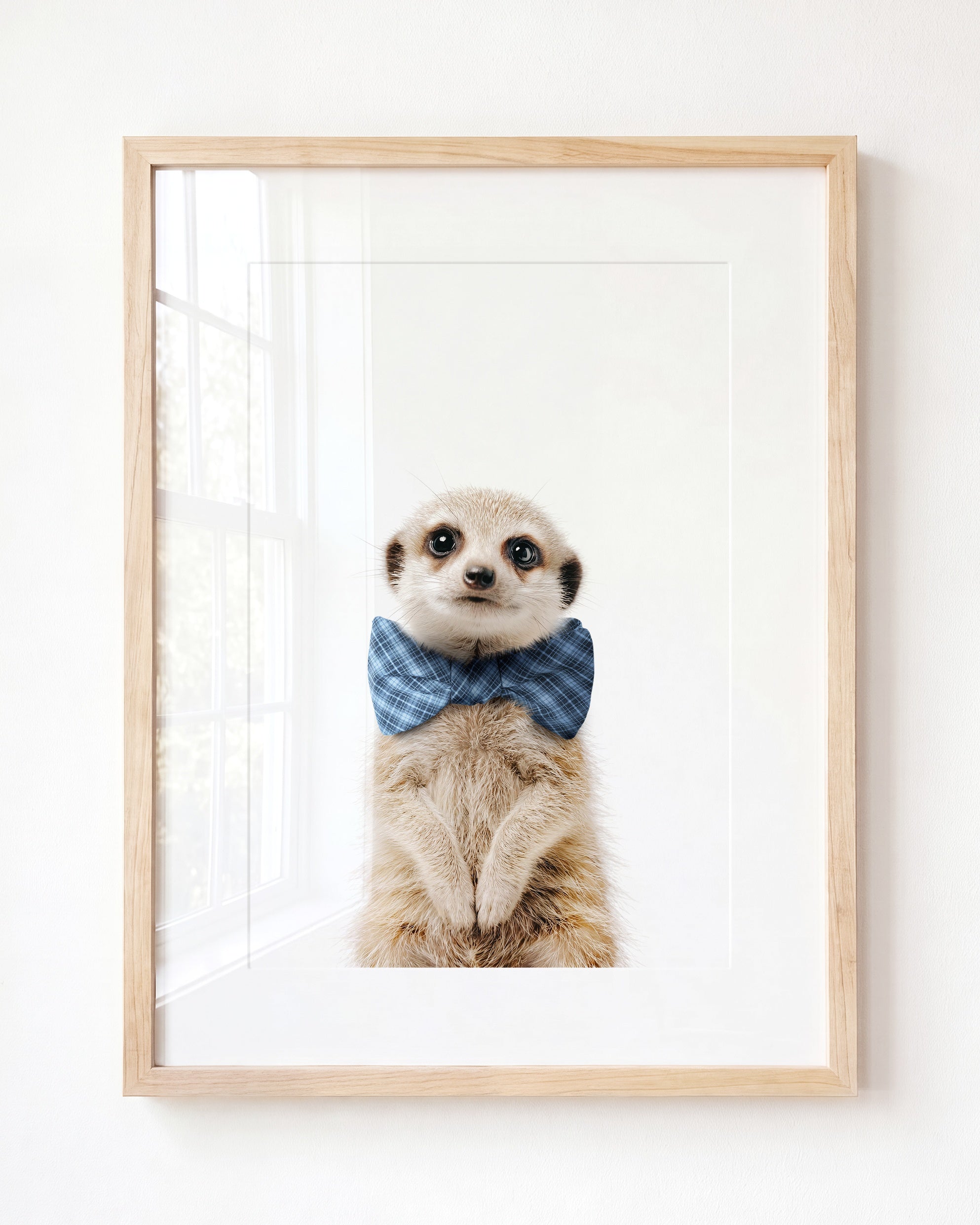 Baby Meerkat