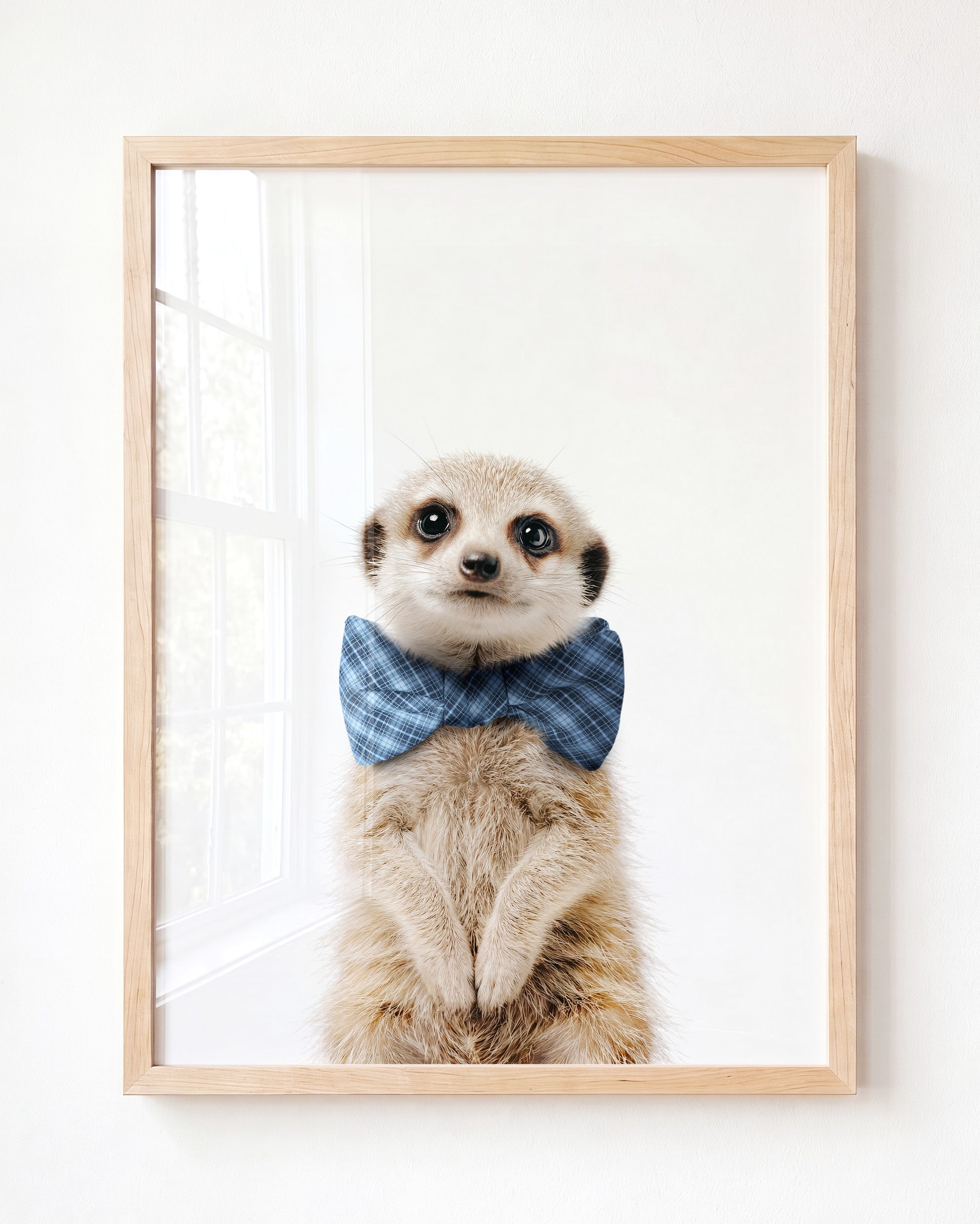 Baby Meerkat