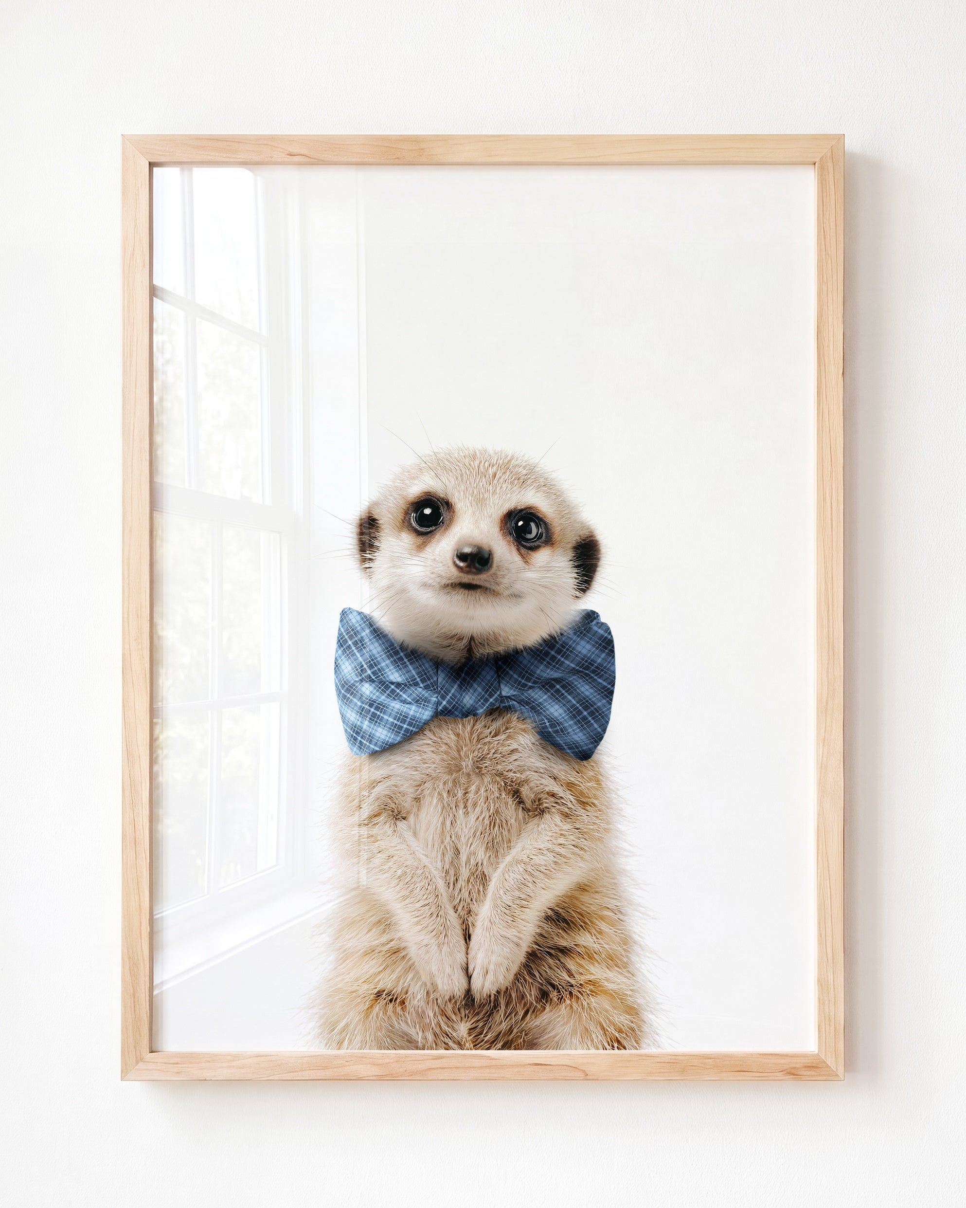 Baby Meerkat
