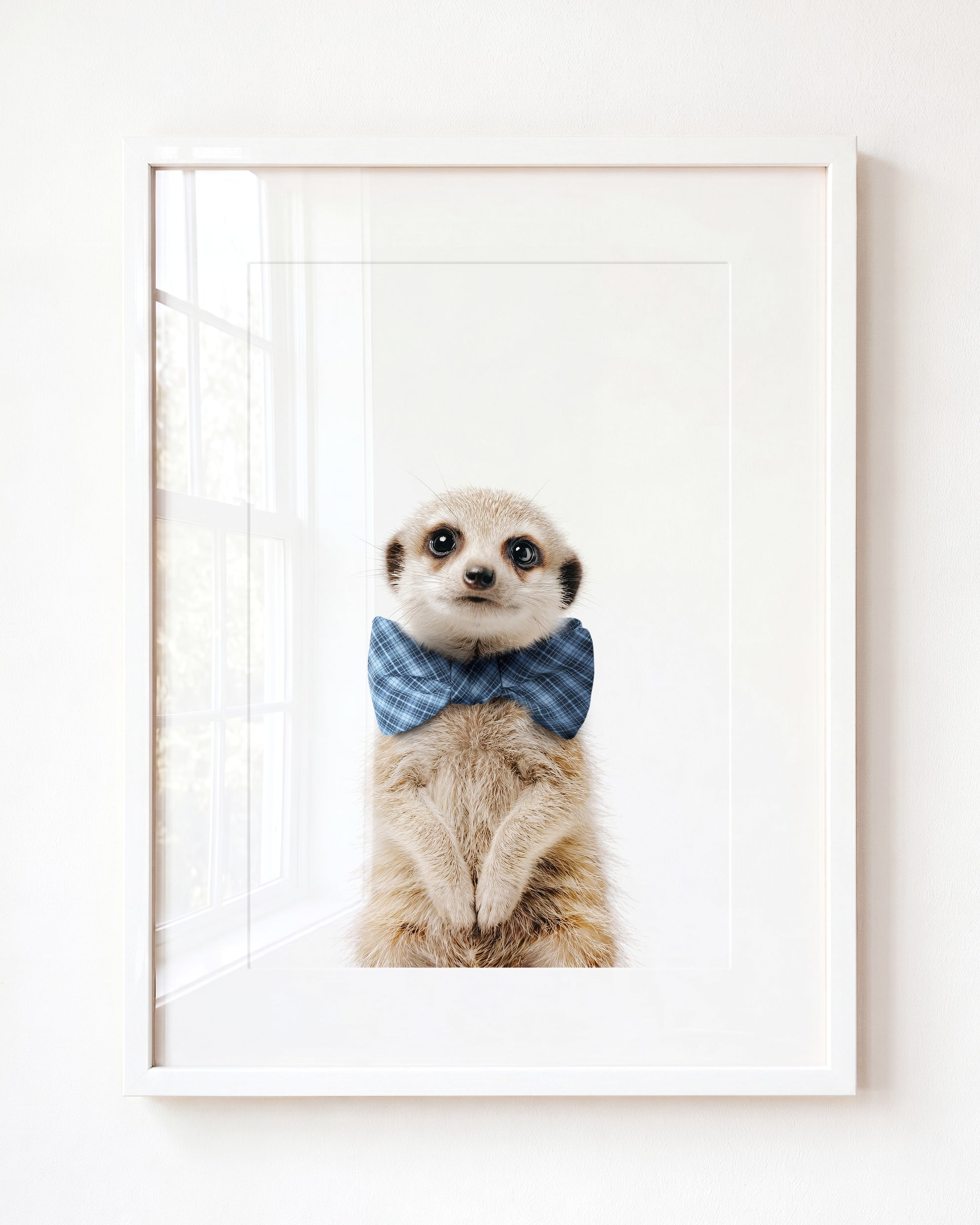Baby Meerkat