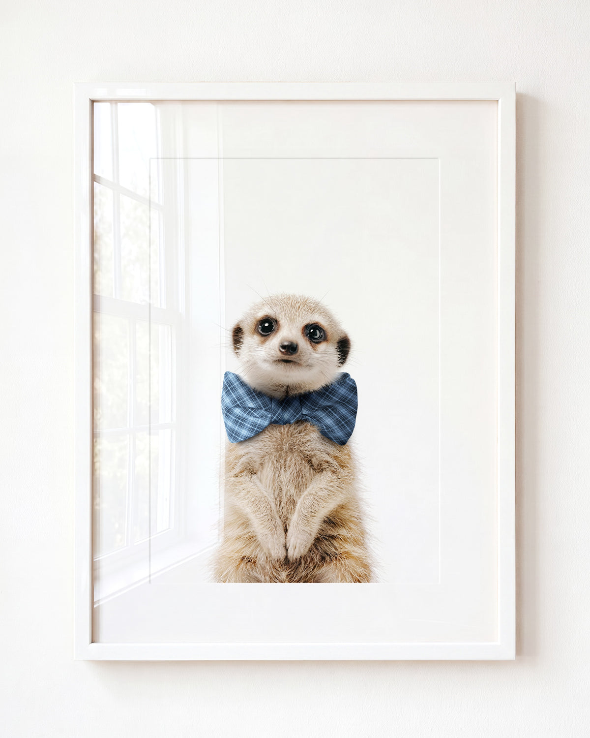 Baby Meerkat