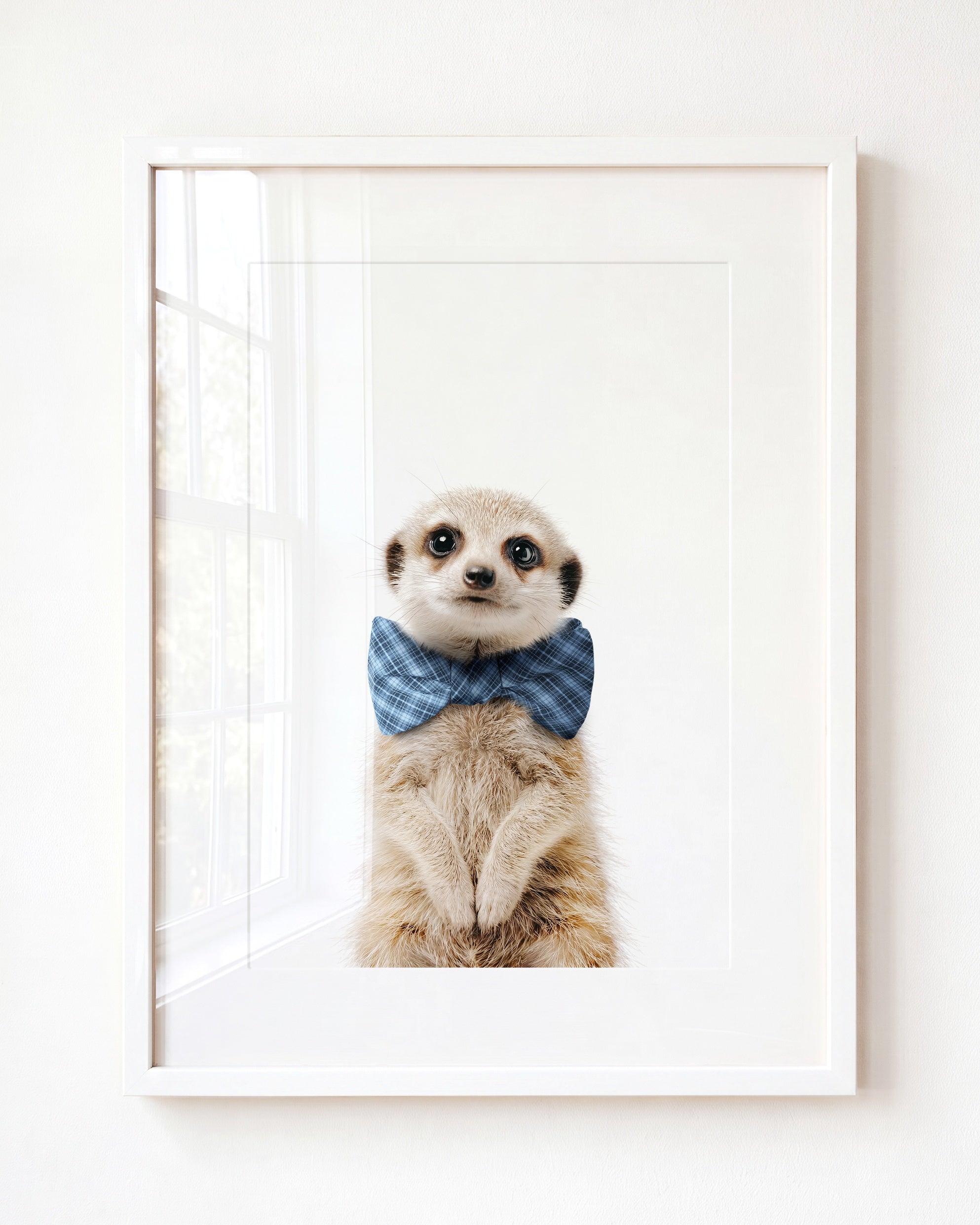 Baby Meerkat