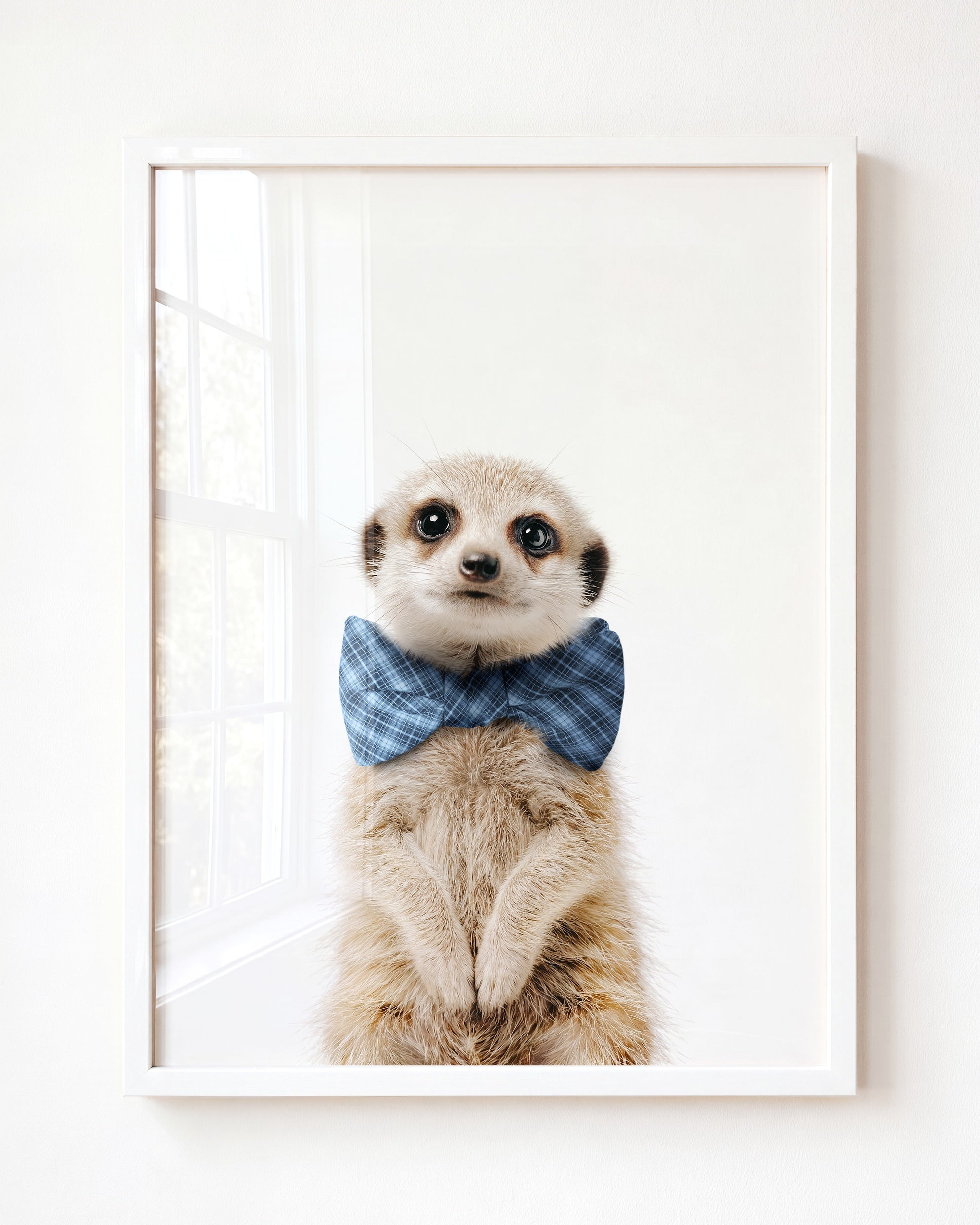 Baby Meerkat