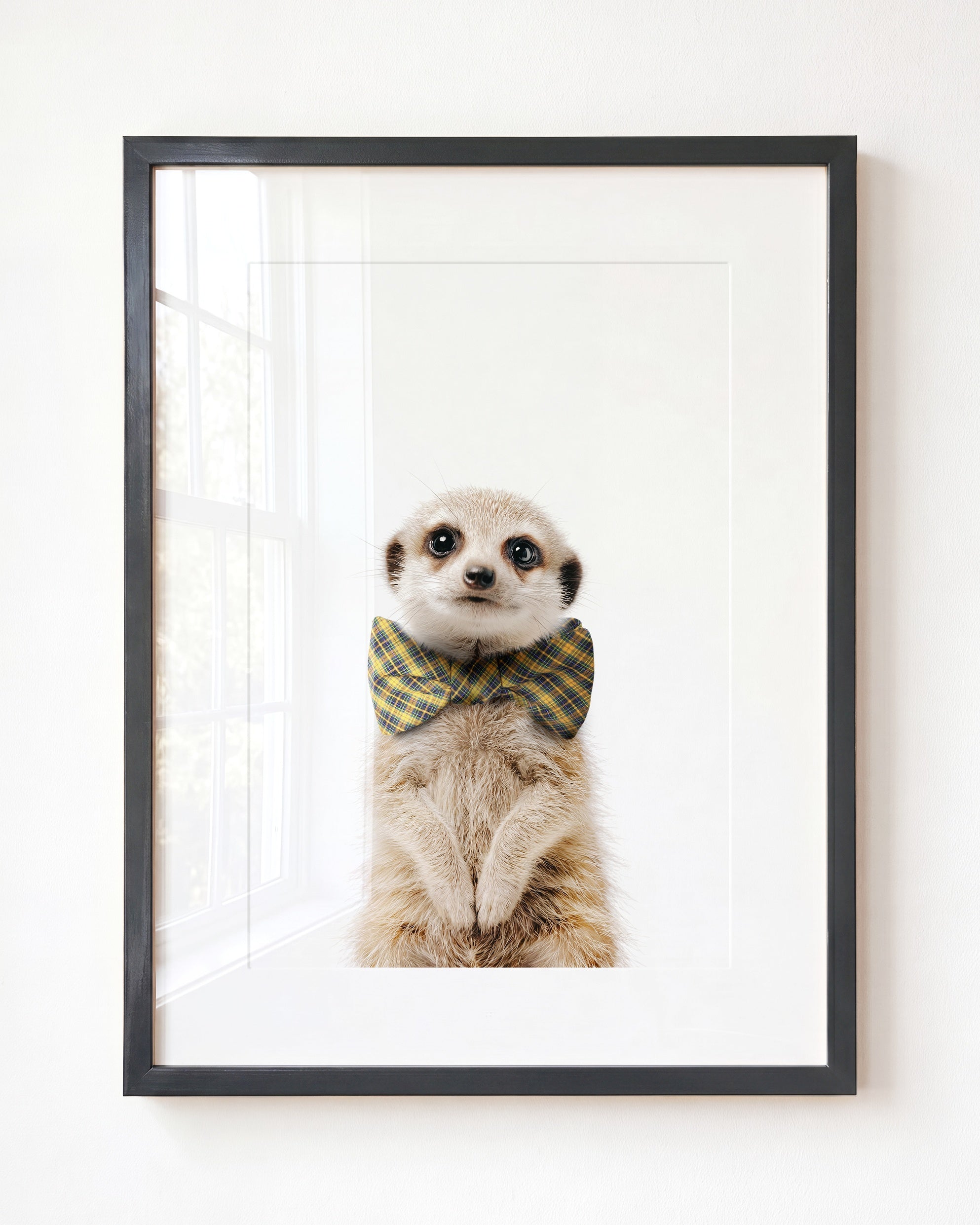 Baby Meerkat