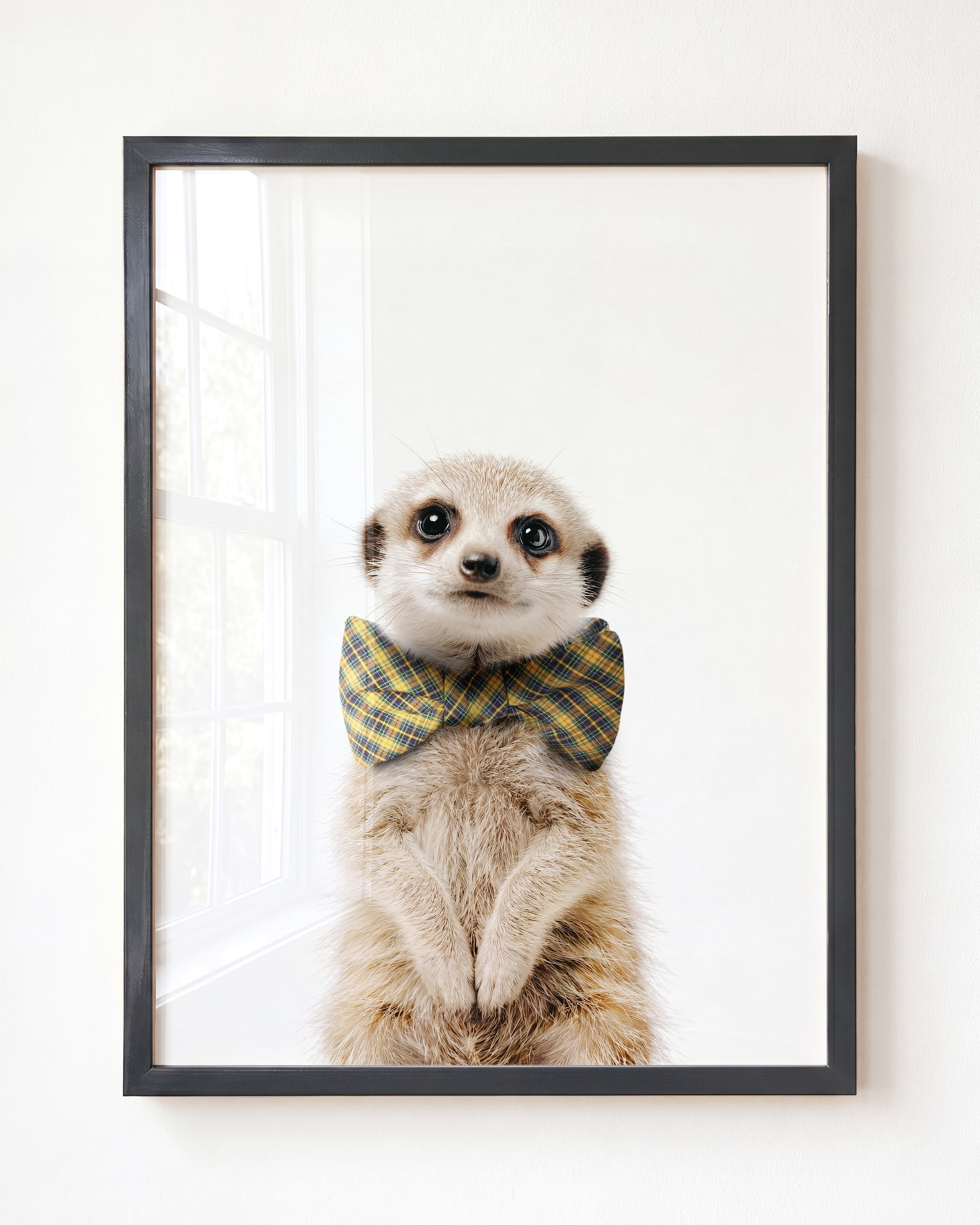 Baby Meerkat