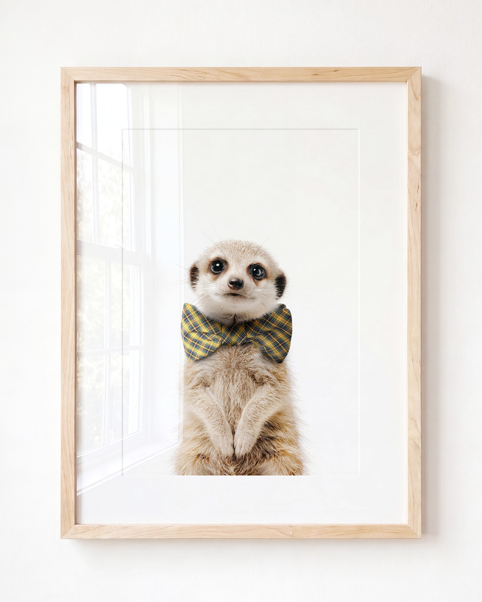 Baby Meerkat