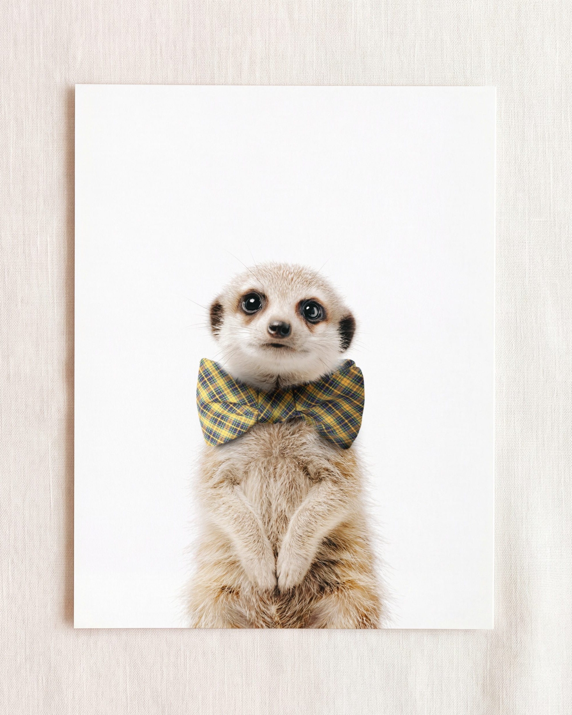 Baby Meerkat