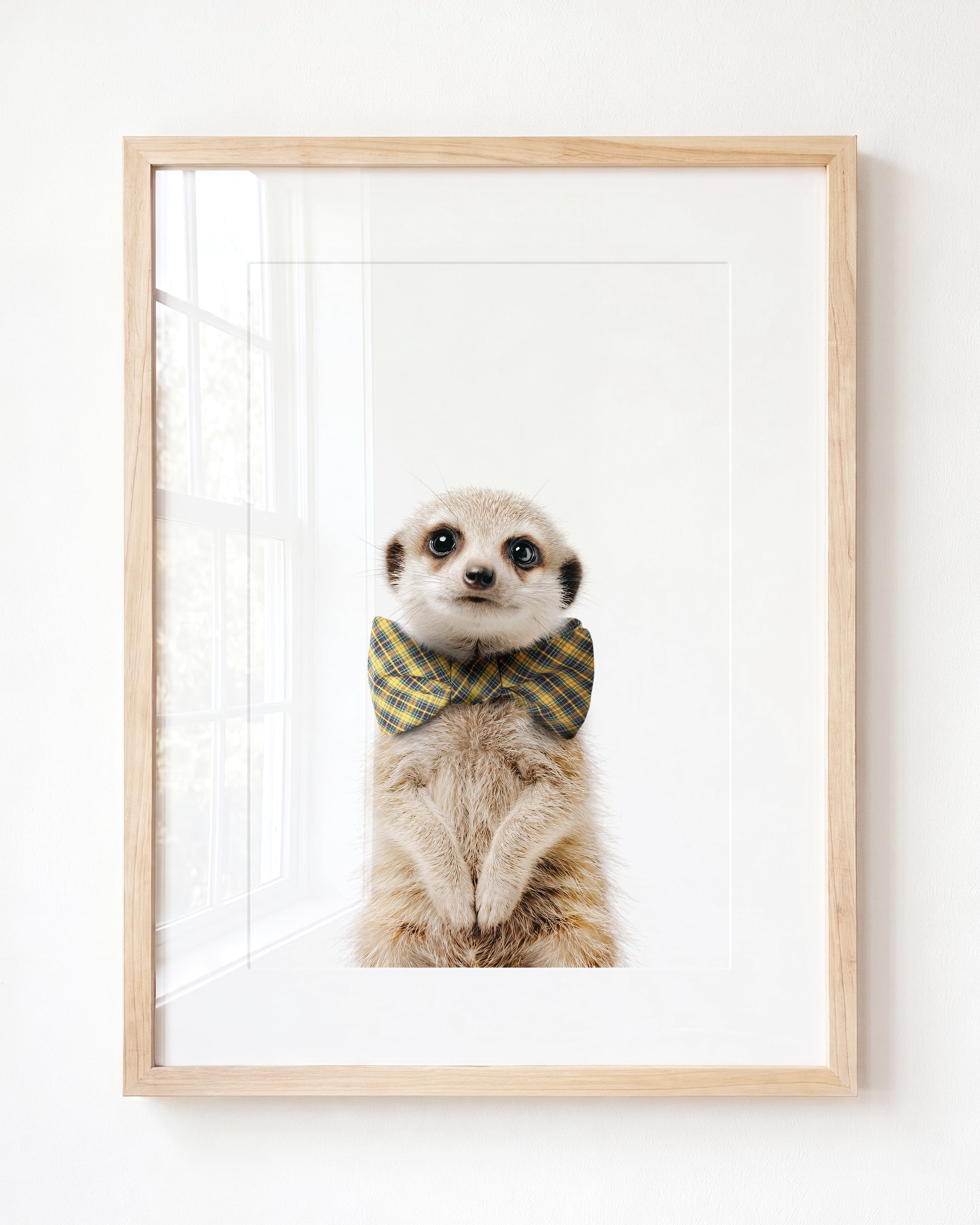 Baby Meerkat
