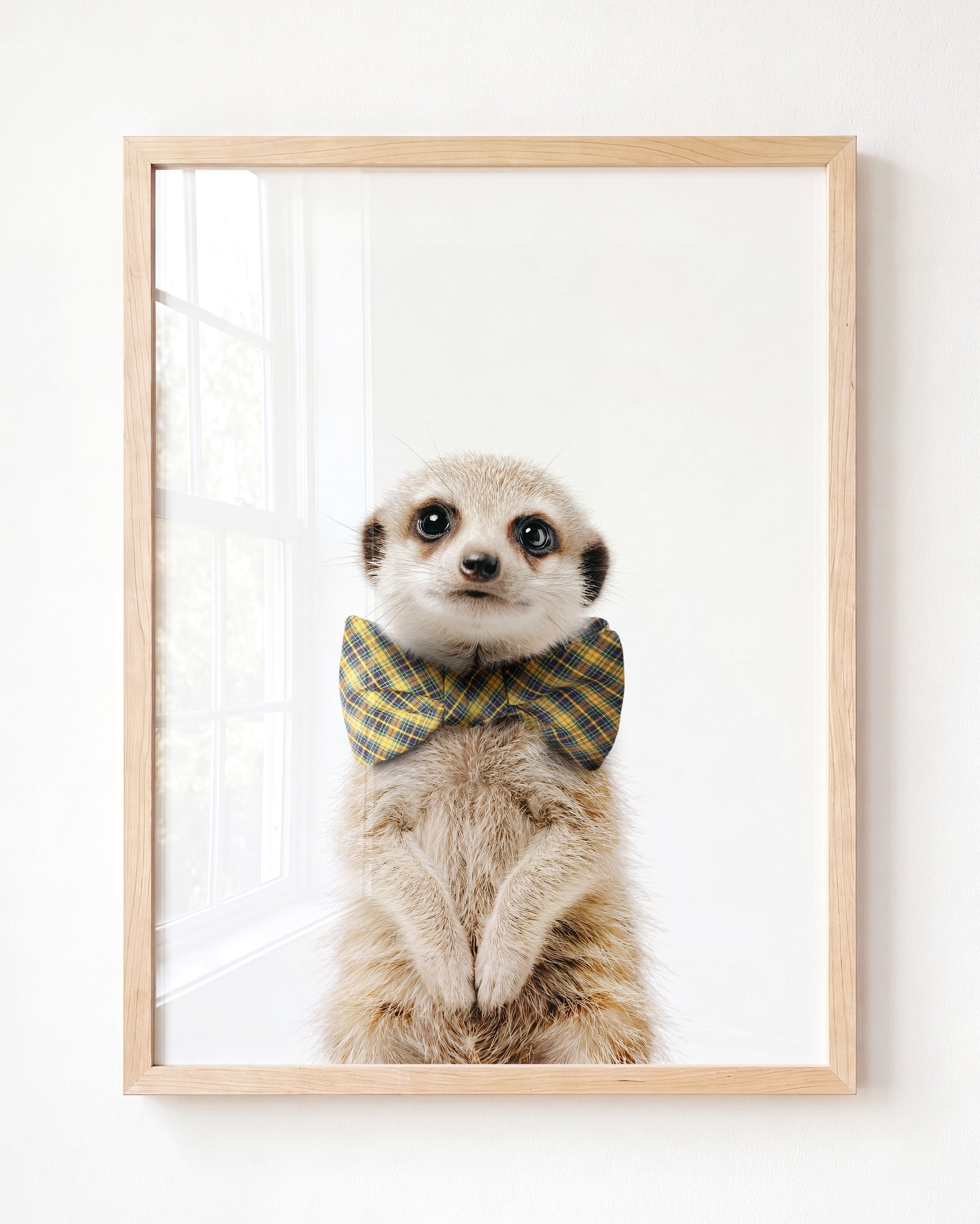 Baby Meerkat