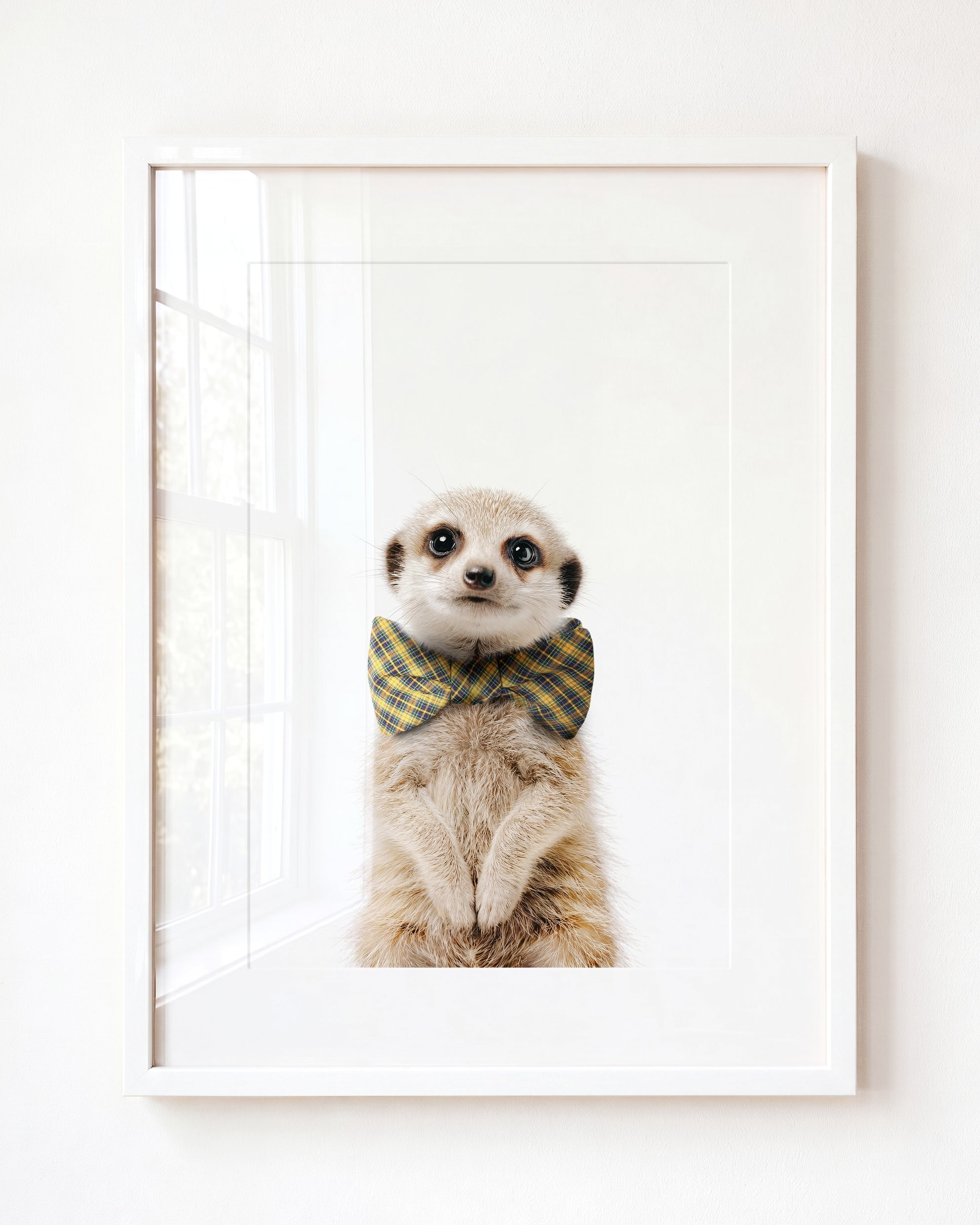Baby Meerkat