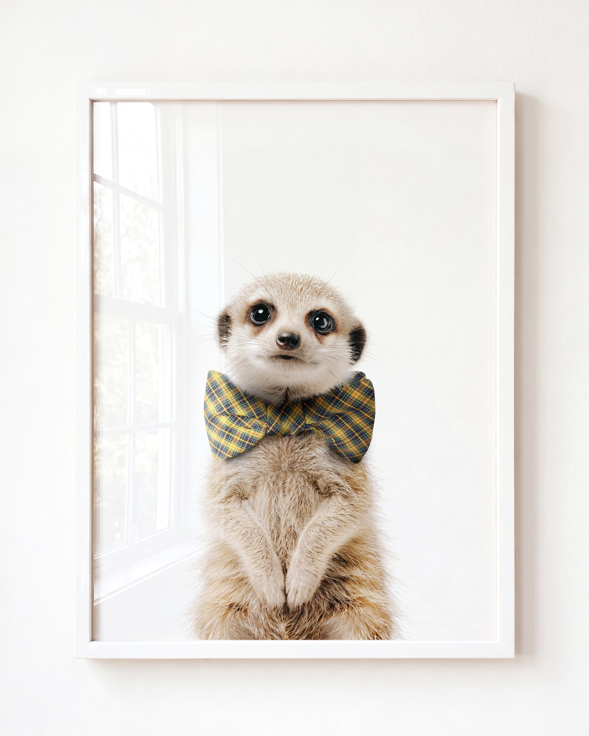 Baby Meerkat