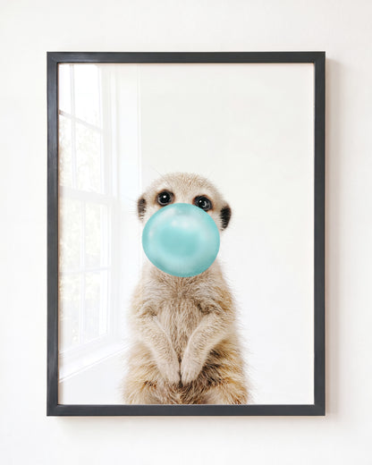 Baby Meerkat