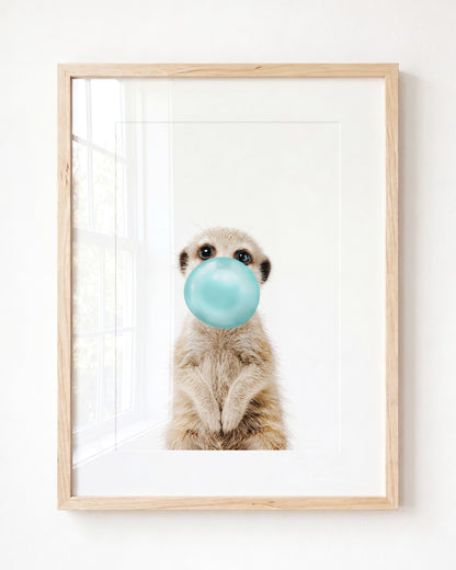 Baby Meerkat