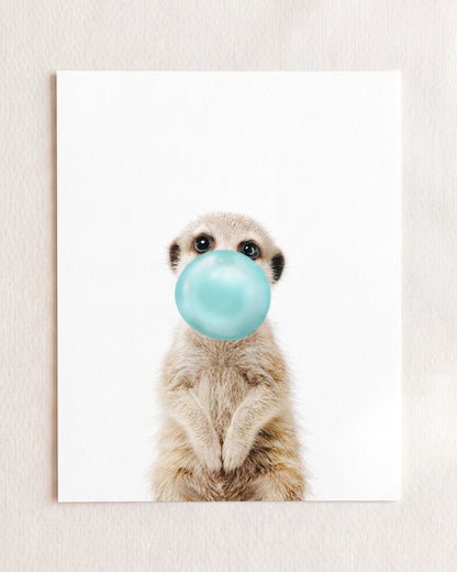 Baby Meerkat