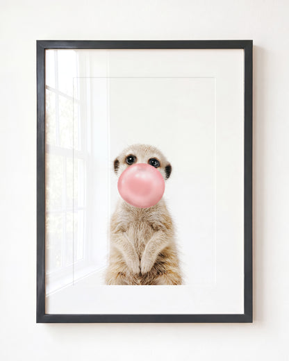 Baby Meerkat
