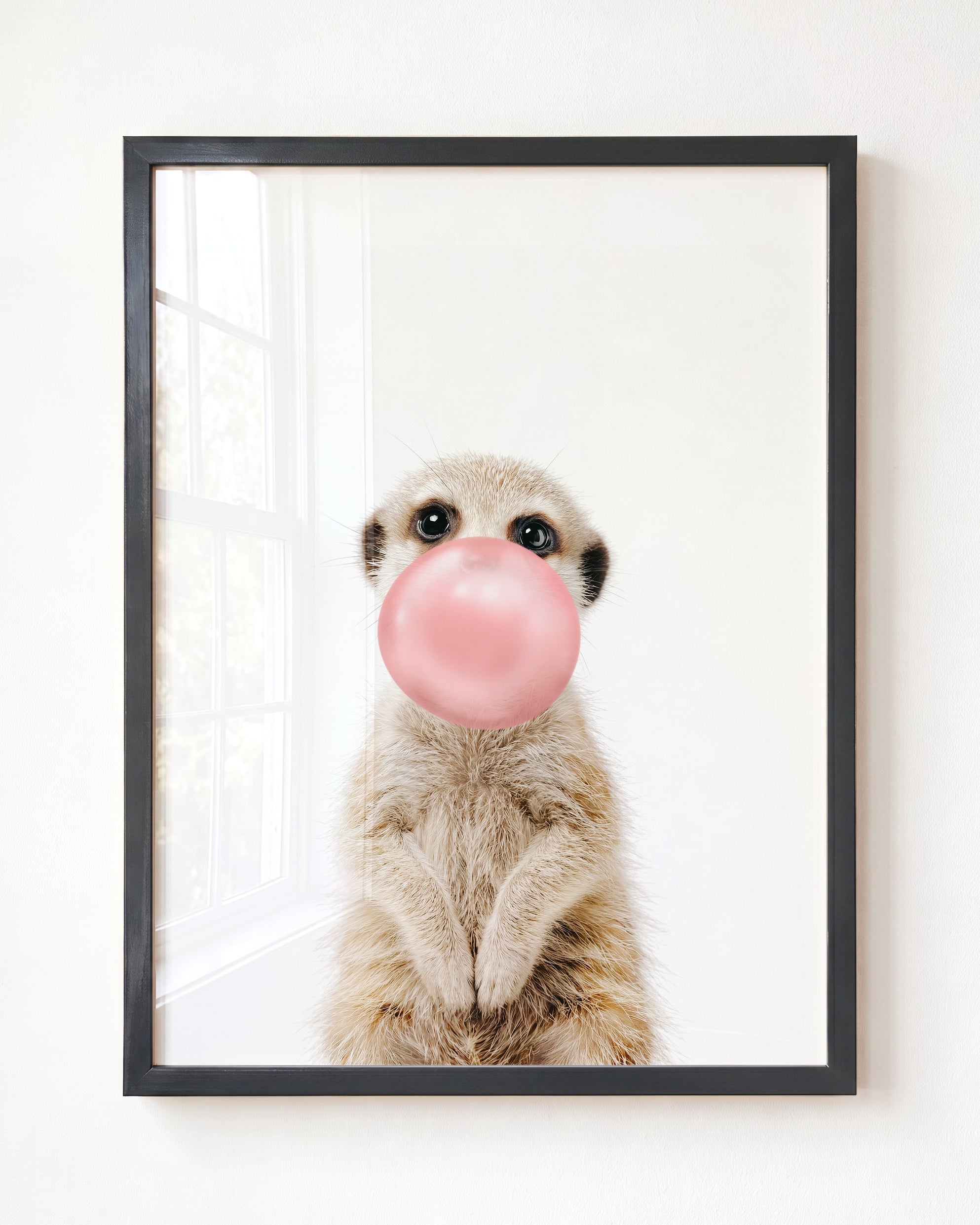 Baby Meerkat