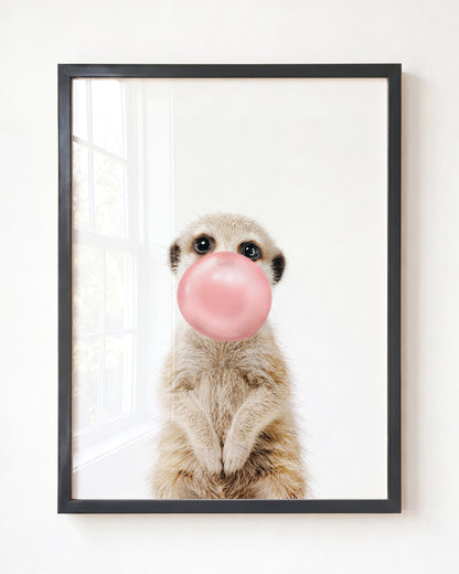 Baby Meerkat