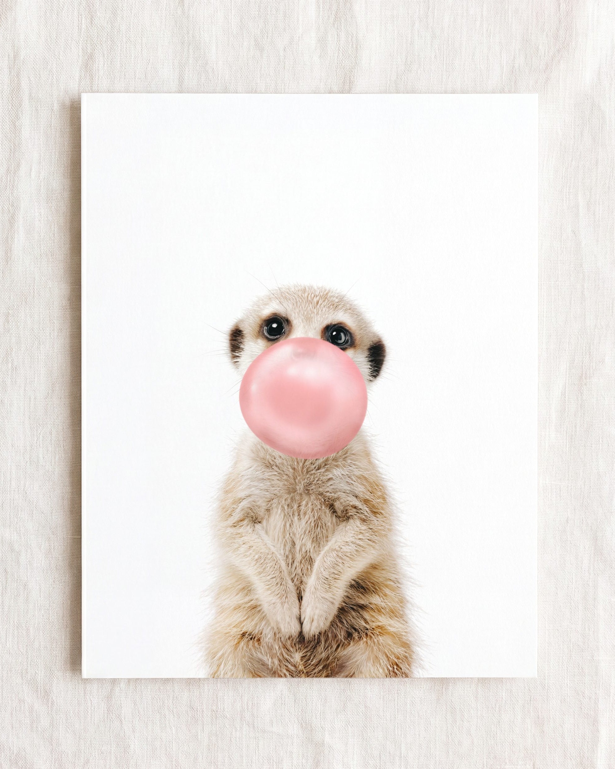 Baby Meerkat