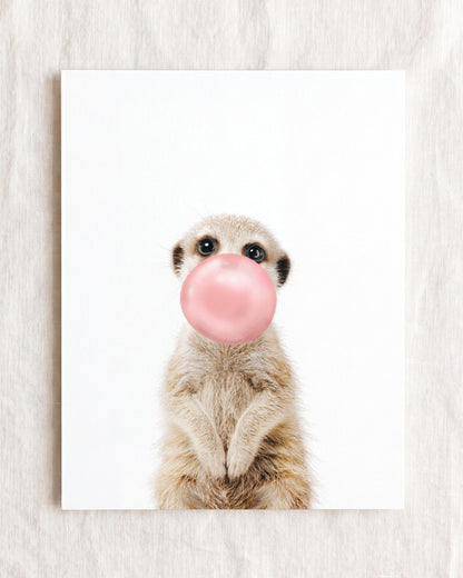Baby Meerkat