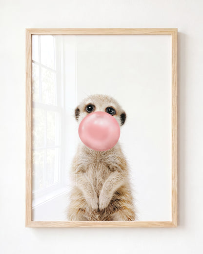 Baby Meerkat