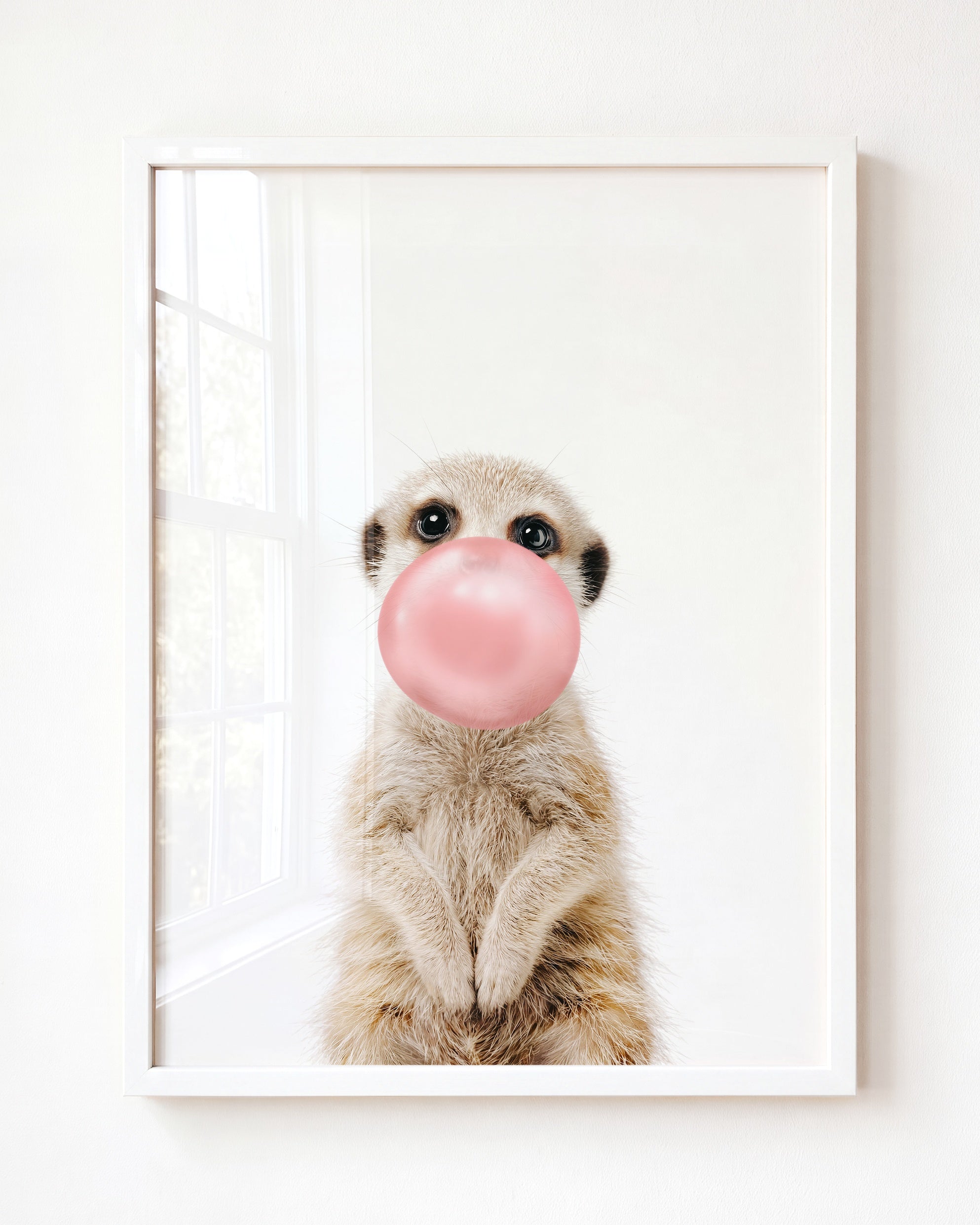 Baby Meerkat