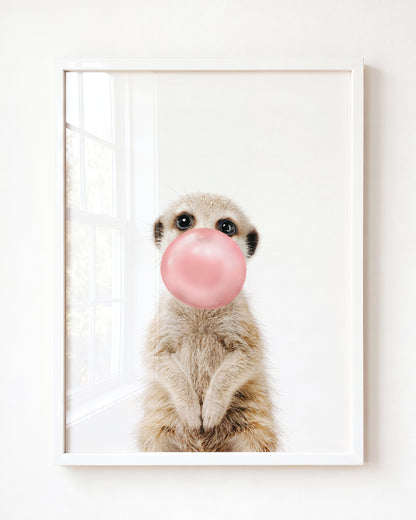 Baby Meerkat