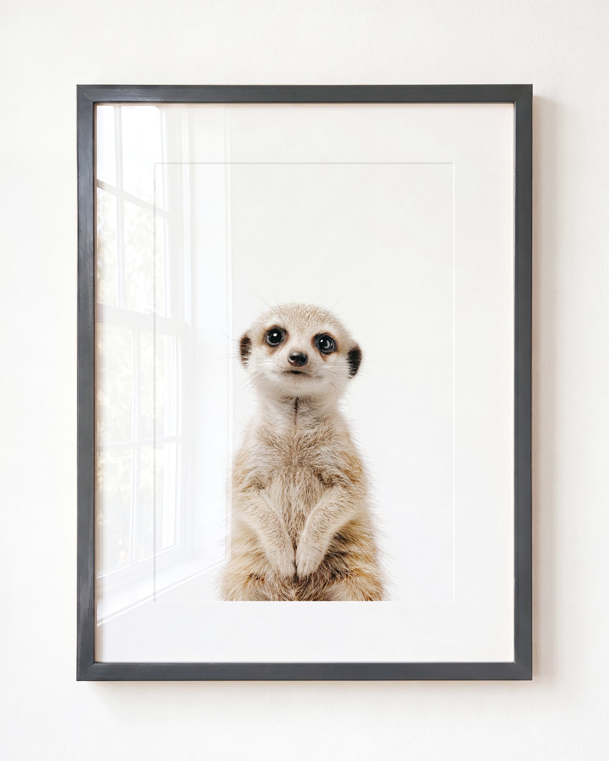 Baby Meerkat