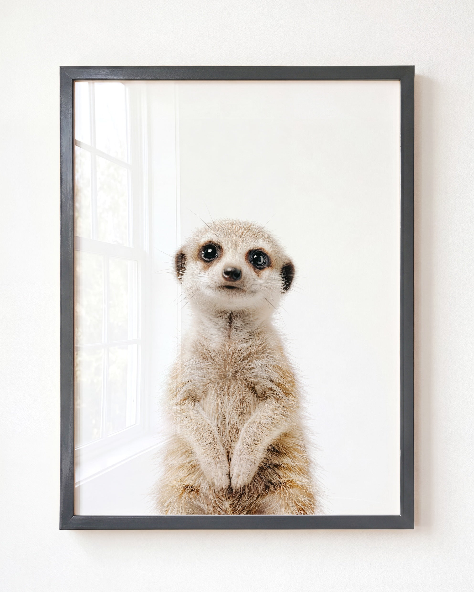 Baby Meerkat