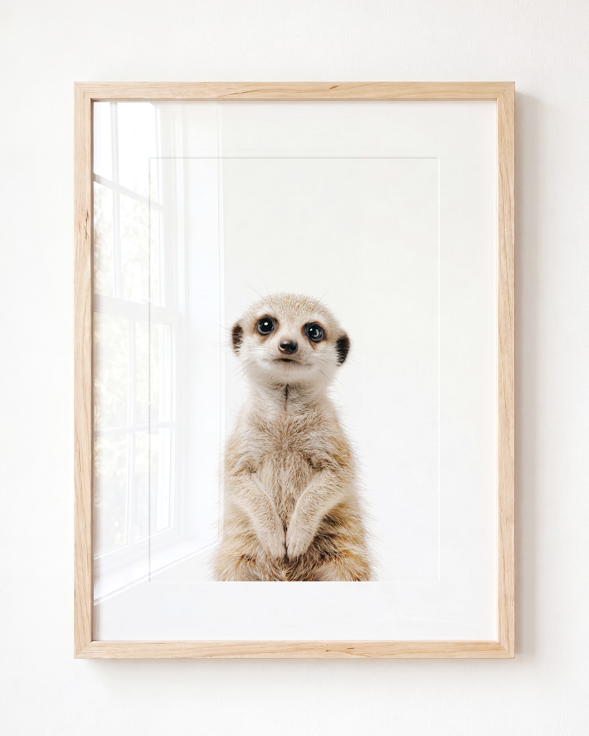 Baby Meerkat