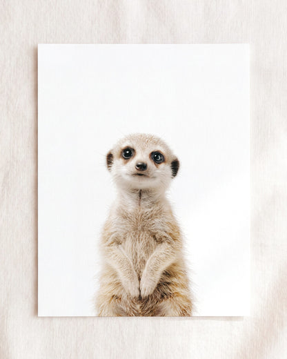Baby Meerkat