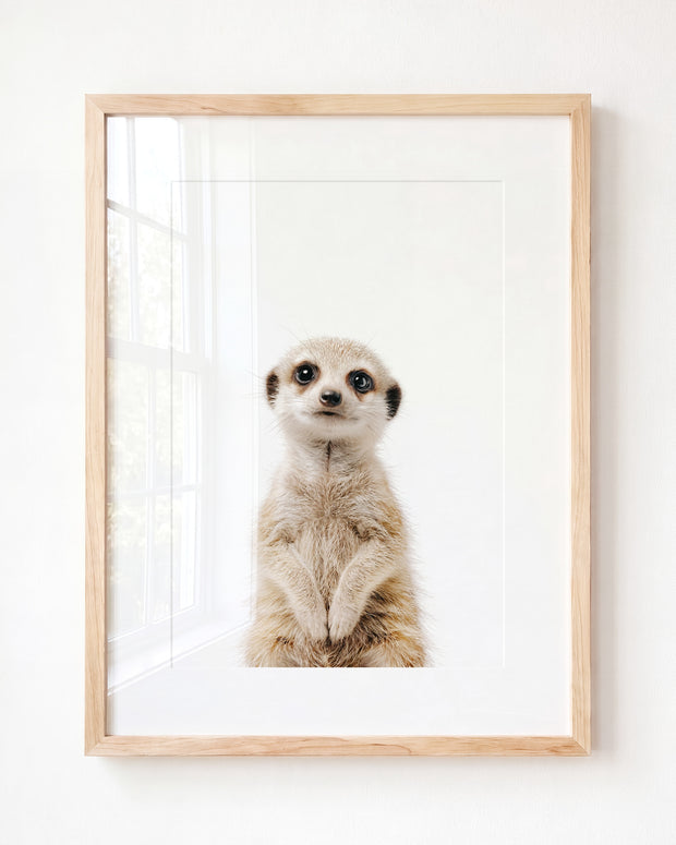 Baby Meerkat